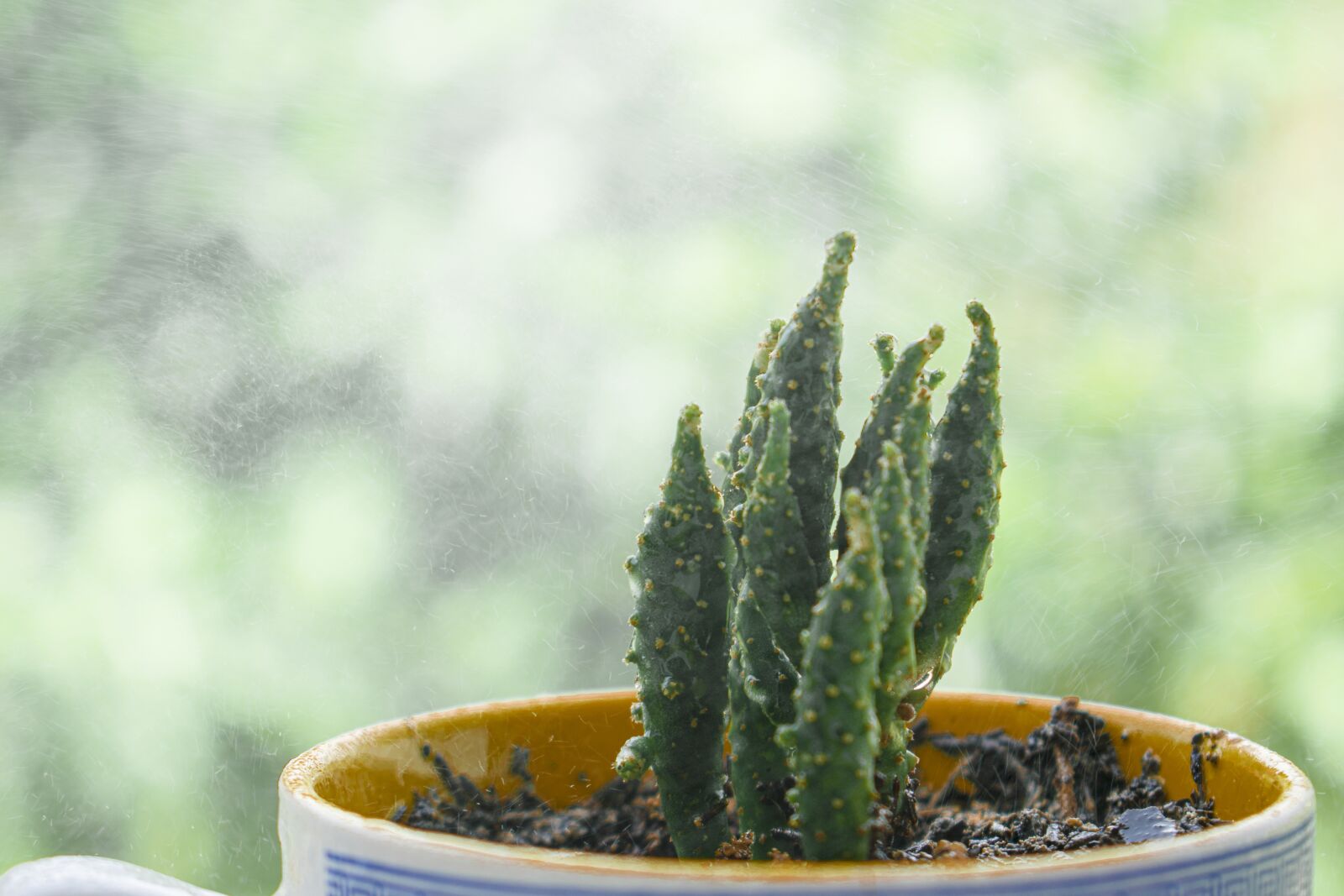 Nikon D3300 sample photo. Small cacti, natural, green photography