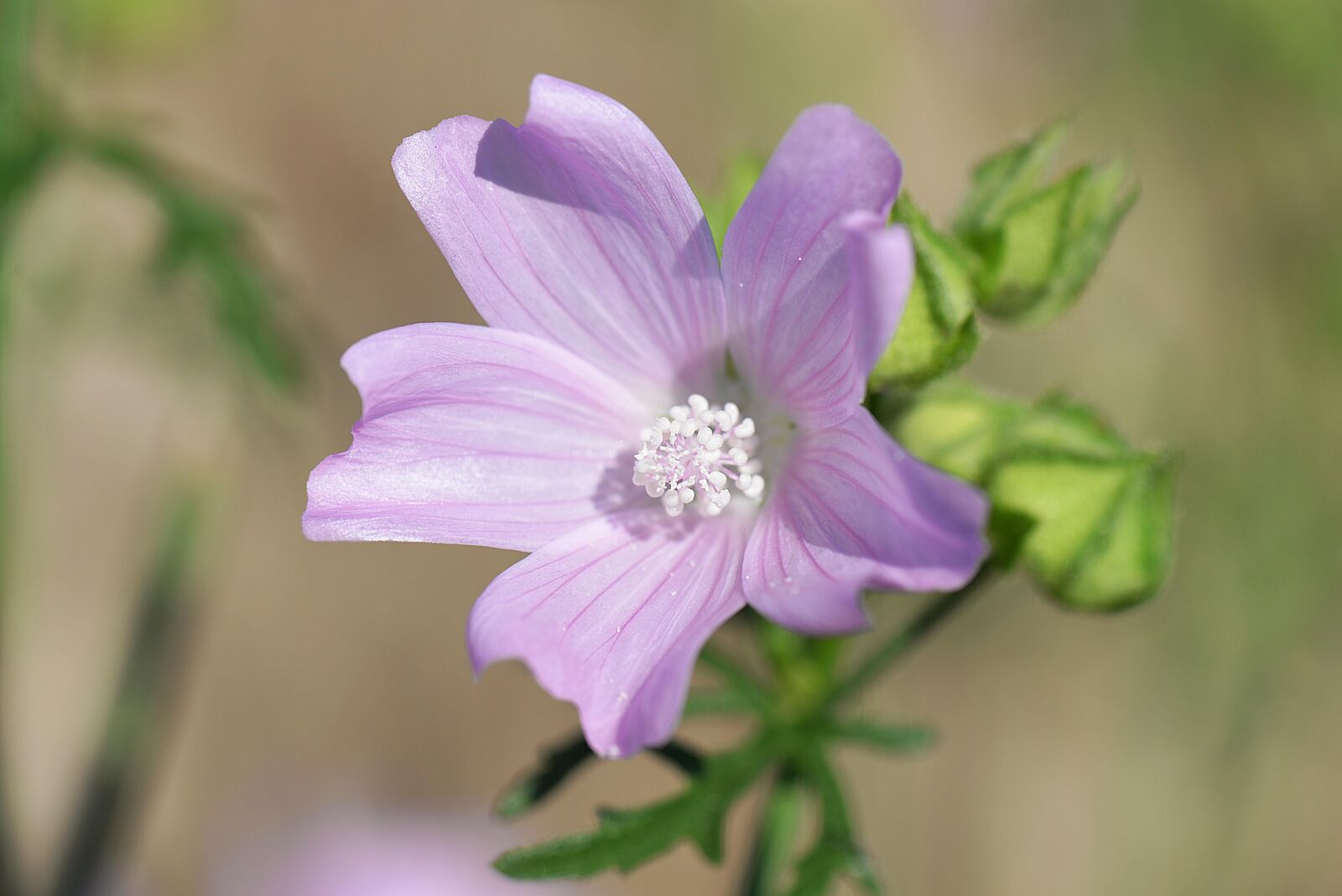 Nikon D610 sample photo. Mallow, rose mallow, wild photography