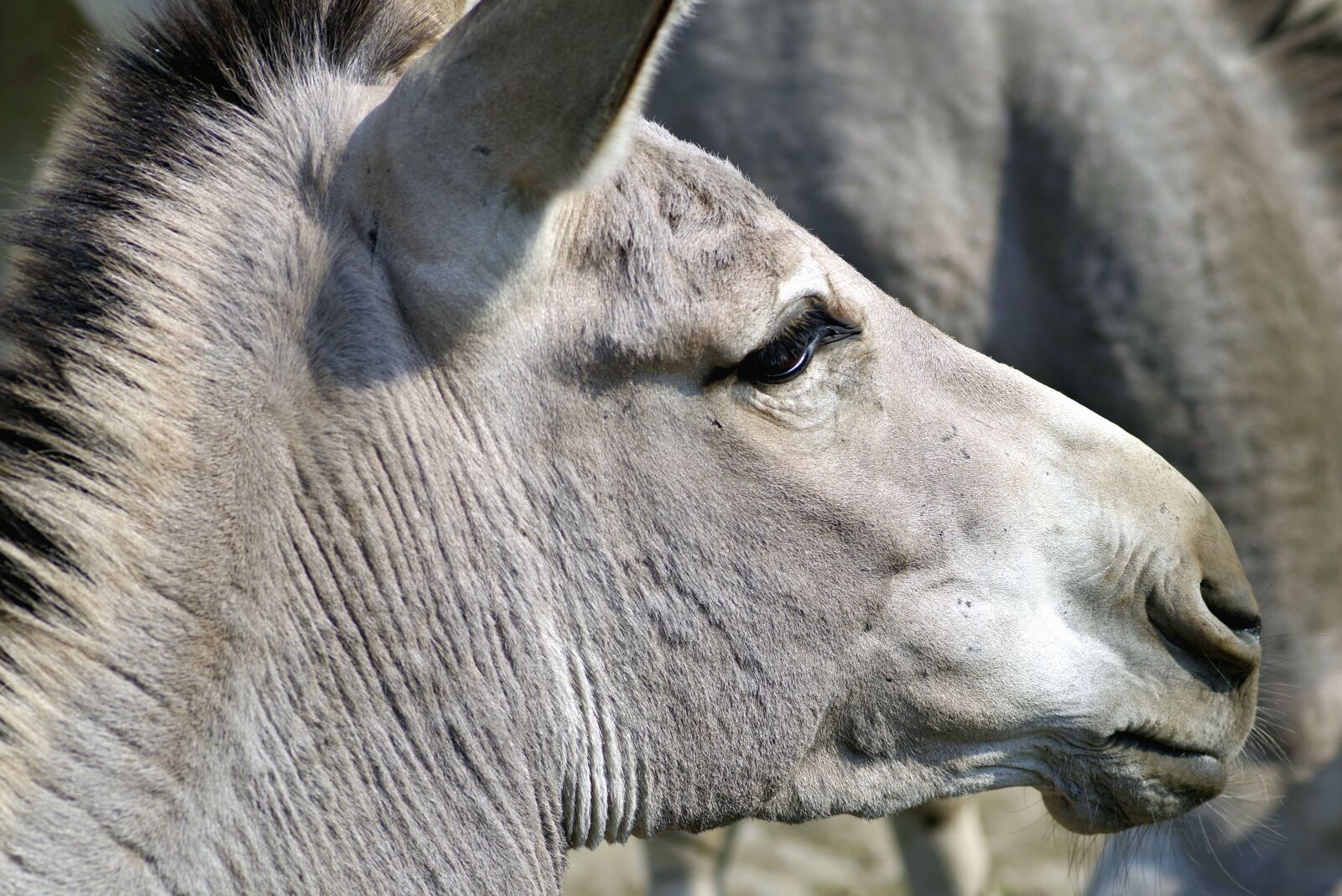 Pentax K-S2 sample photo. Donkey, animal, head, eyes photography