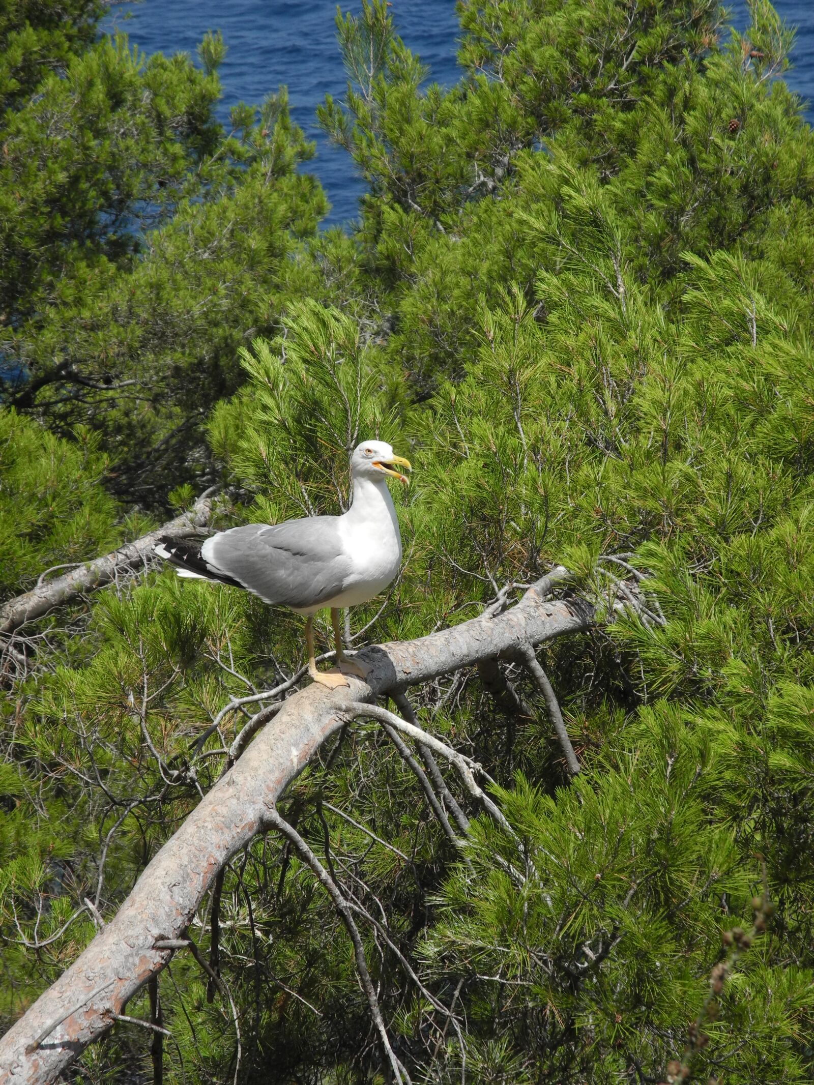 Nikon Coolpix P7000 sample photo. Gull l, animal, bird photography