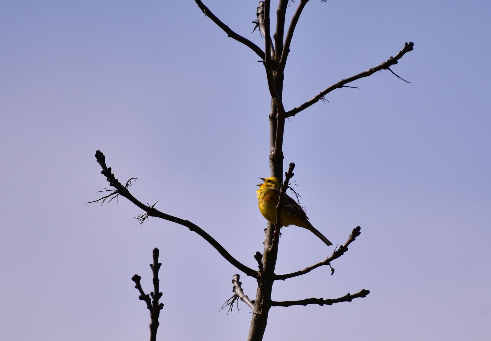 Nikon D500 sample photo. Bird, yellowhammer, songbird photography