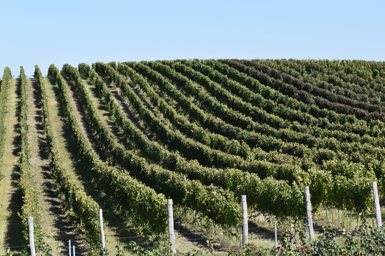 Nikon D3500 sample photo. Wine, moravia, czech photography