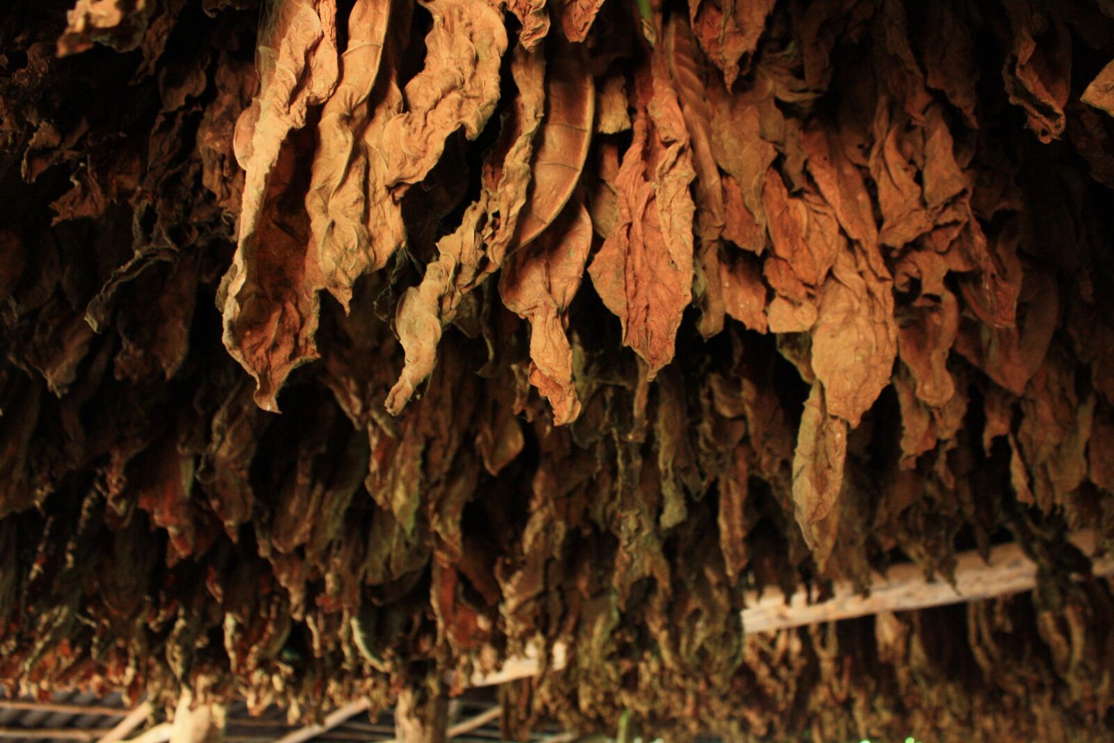 Canon EOS 1000D (EOS Digital Rebel XS / EOS Kiss F) sample photo. Tobacco, leaves, leaf photography