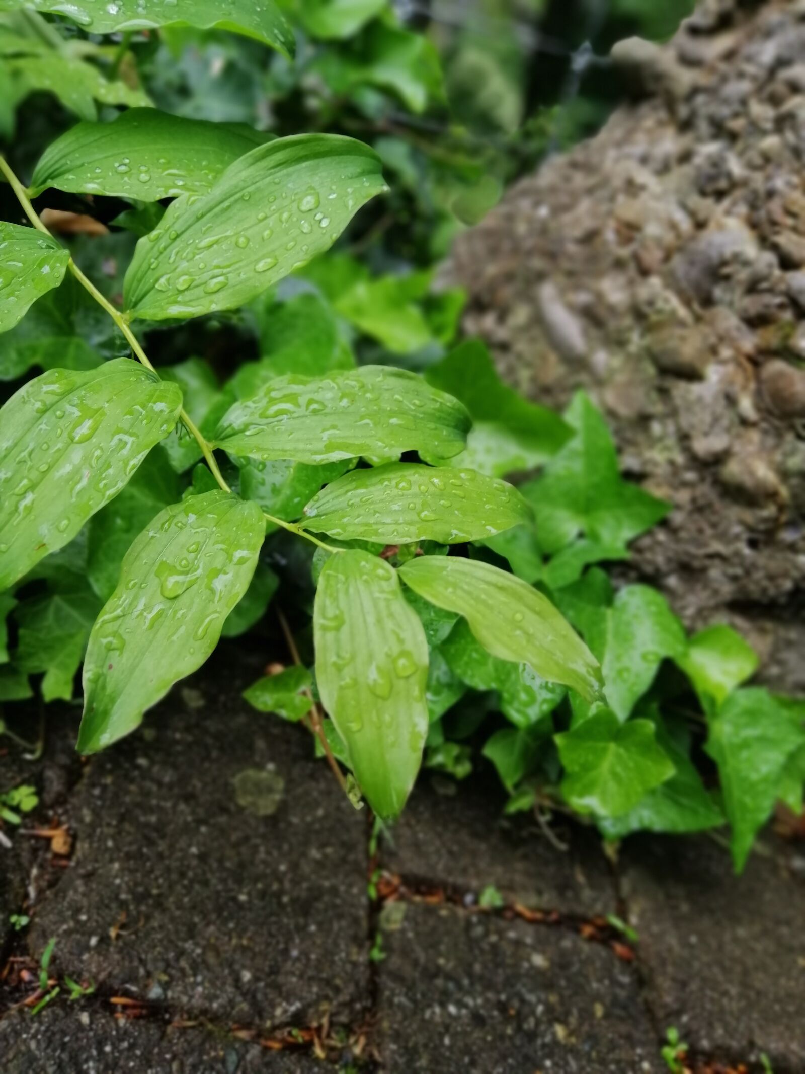 HUAWEI INE-LX1 sample photo. Leaves, foliage, dew photography