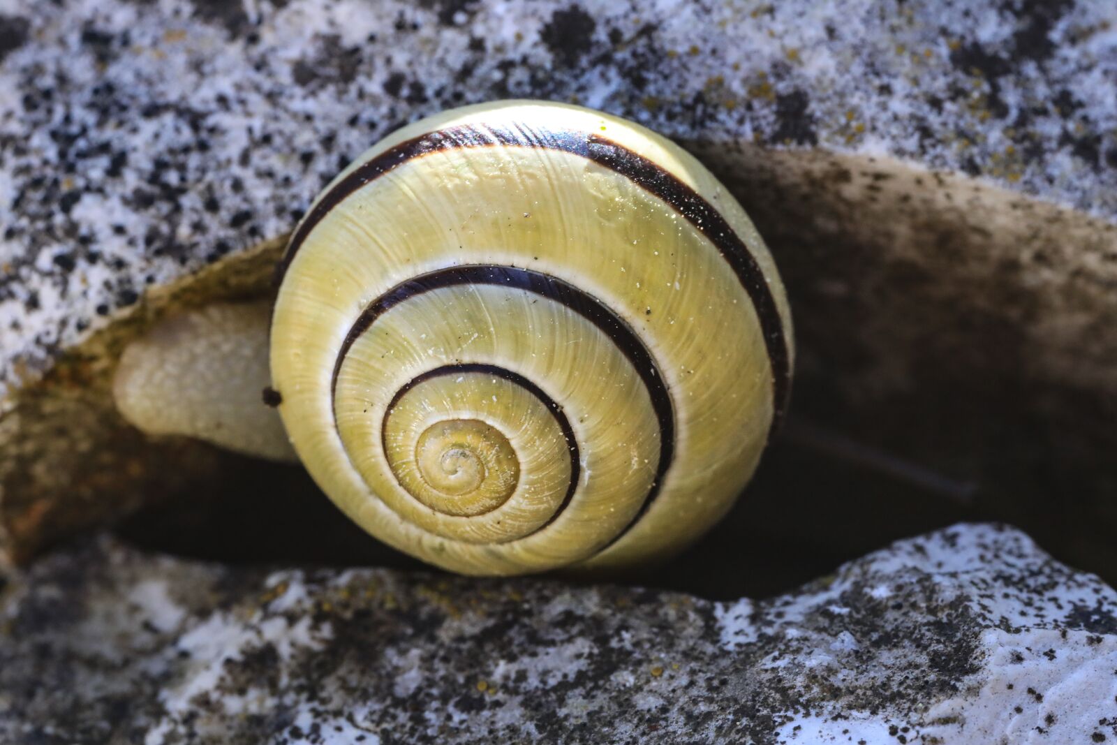 Canon EOS 5D Mark IV + Canon MP-E 65mm F2.5 1-5x Macro Photo sample photo. Snail, yellow snail, snail photography