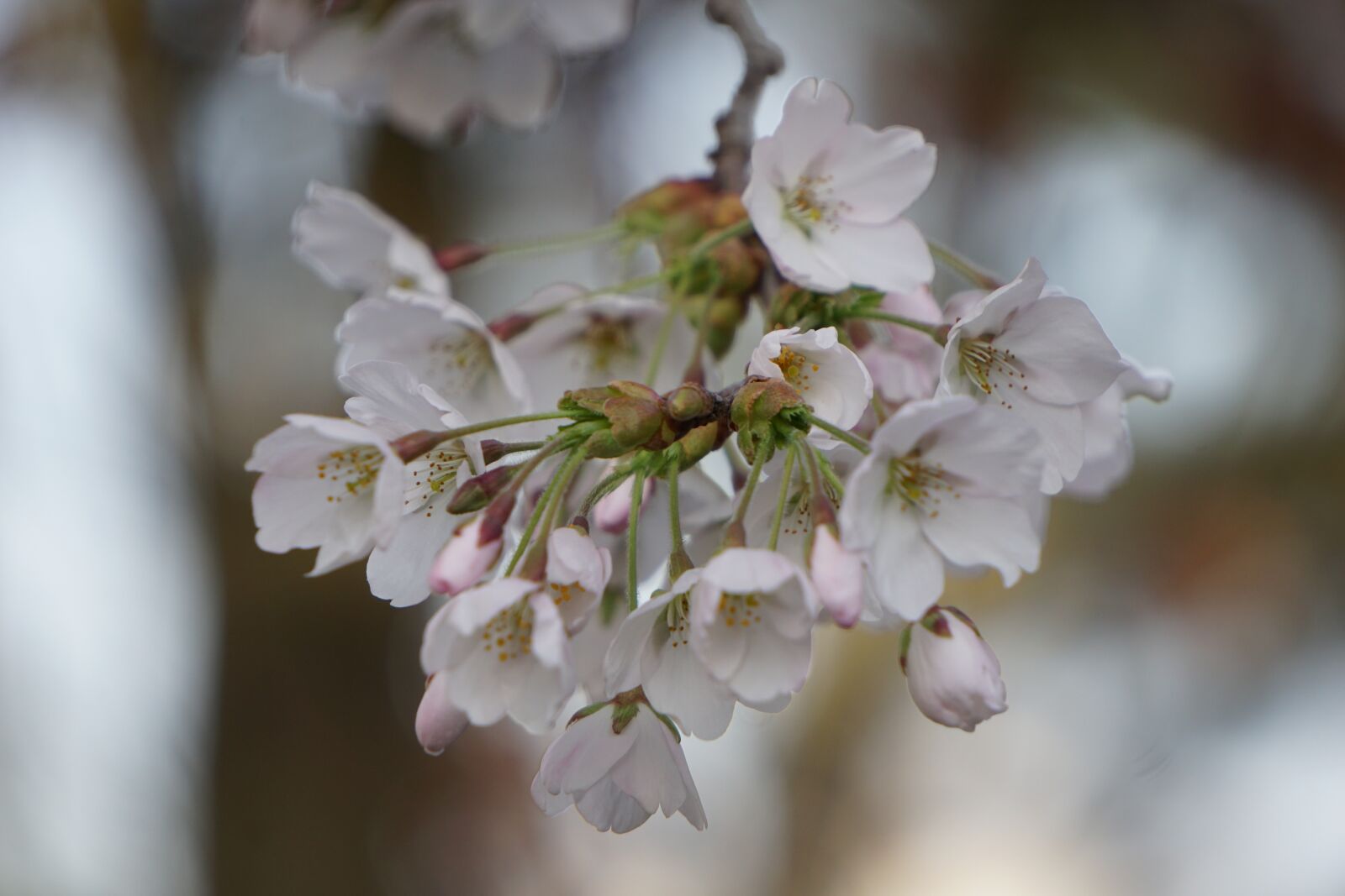 Sony a6000 sample photo. Cherry, blossom, bloom photography