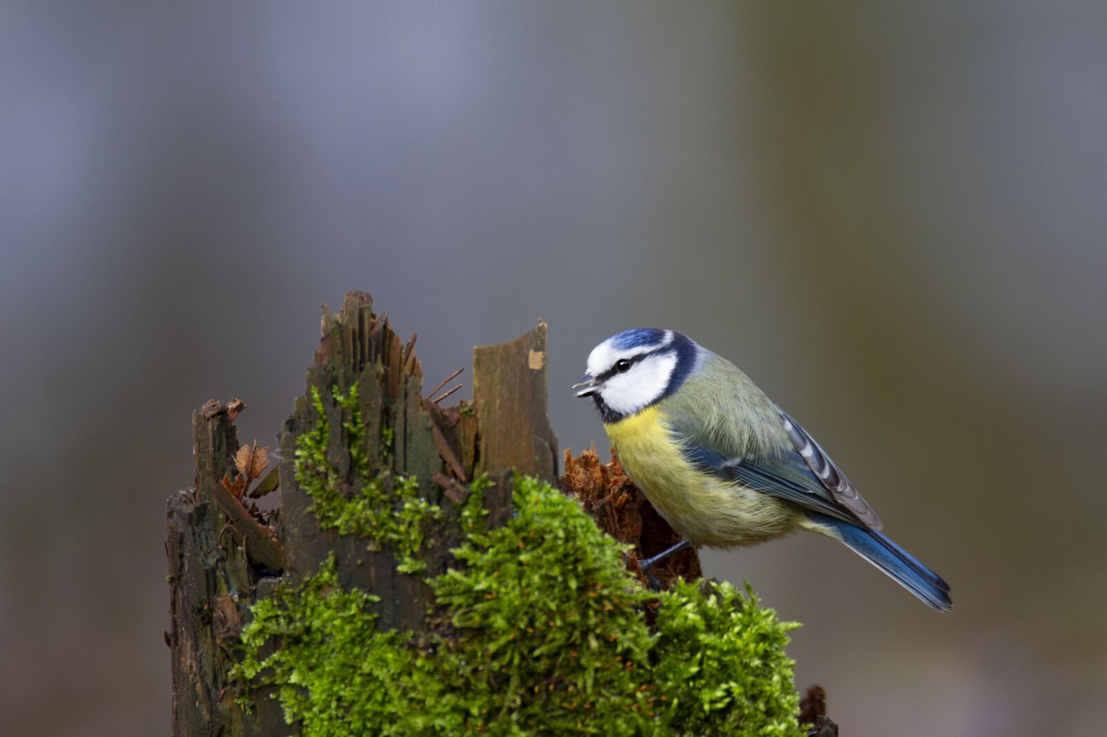 Canon EOS 7D sample photo. Titmouse, kékcinege, bird photography