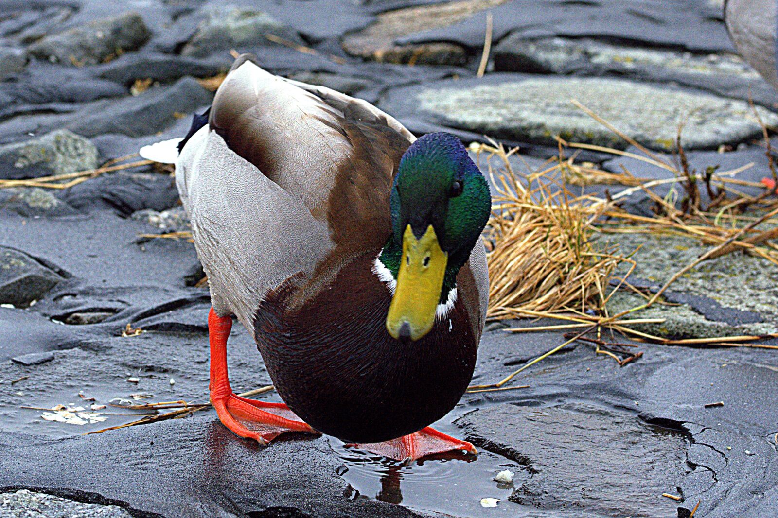 Nikon D5200 sample photo. Duck, ducks, bird photography