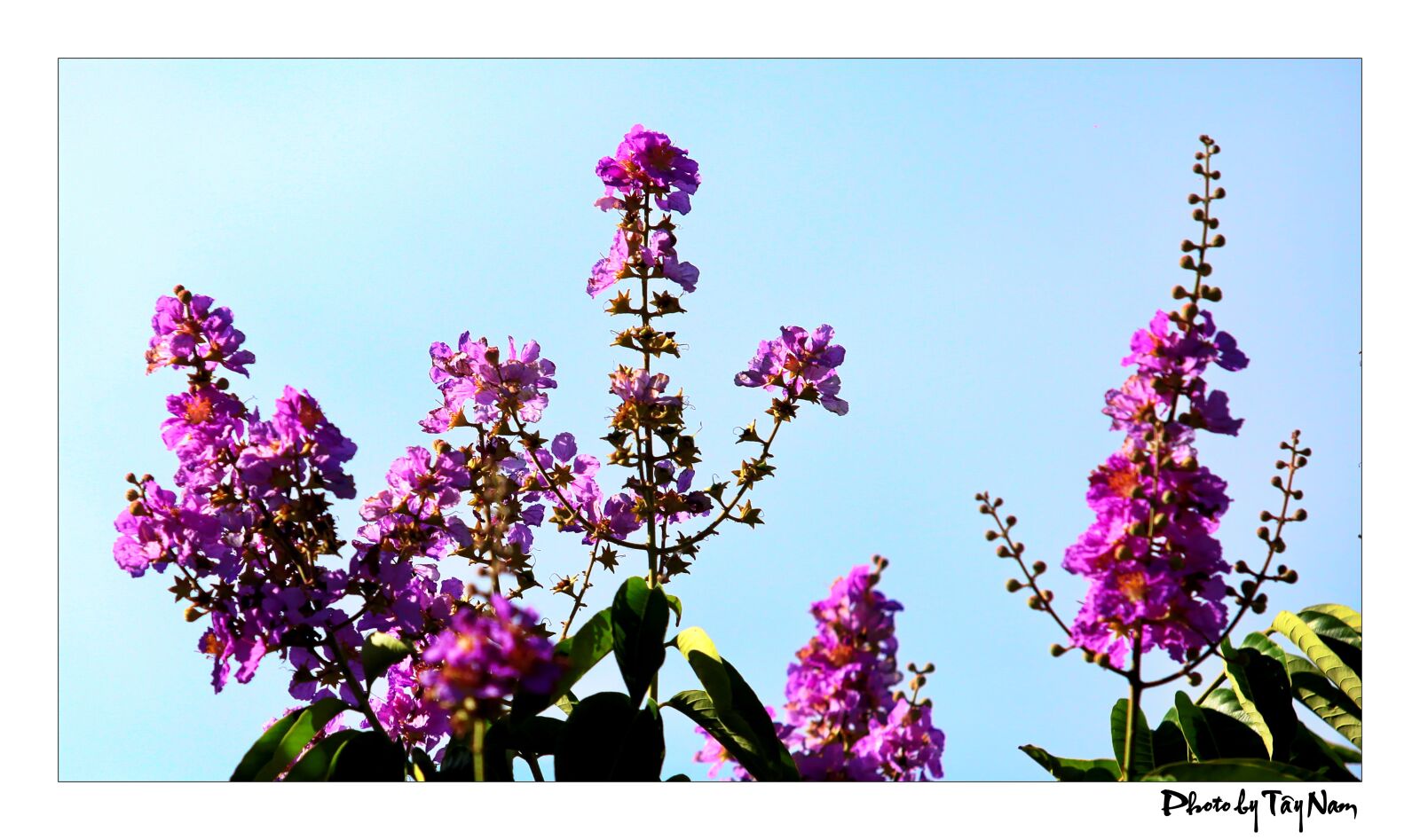 Canon EOS 5D Mark II sample photo. Flower, purple flowers, bang photography