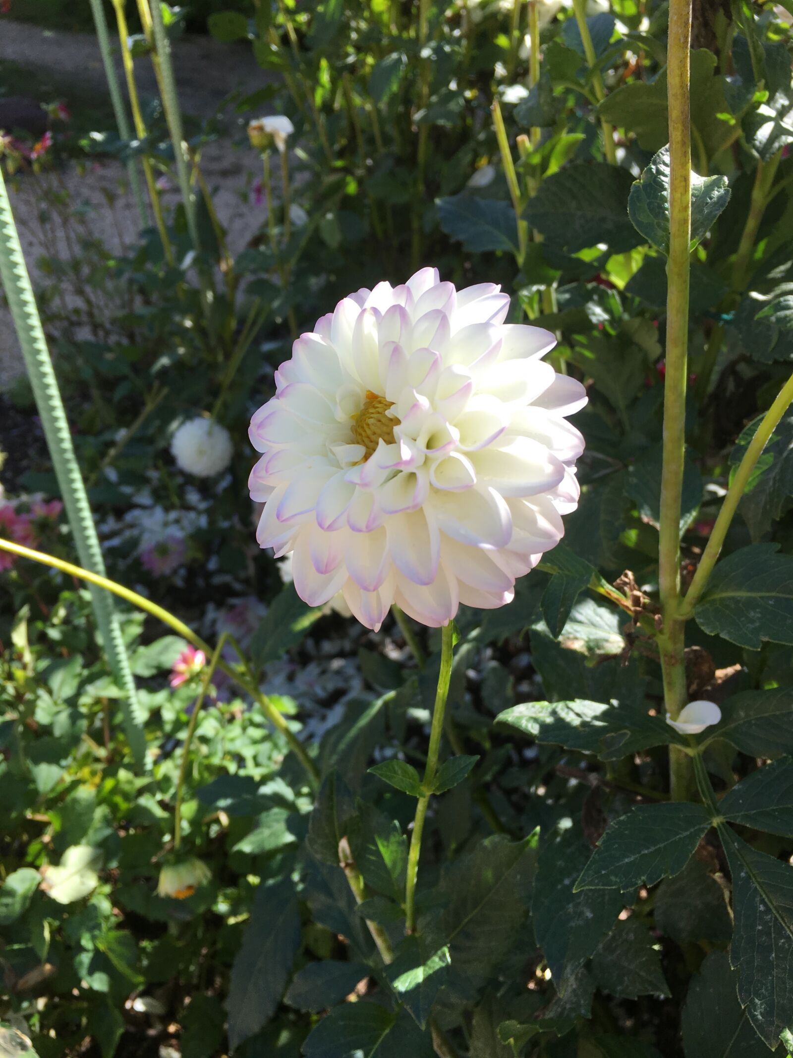 iPhone 6s back camera 4.15mm f/2.2 sample photo