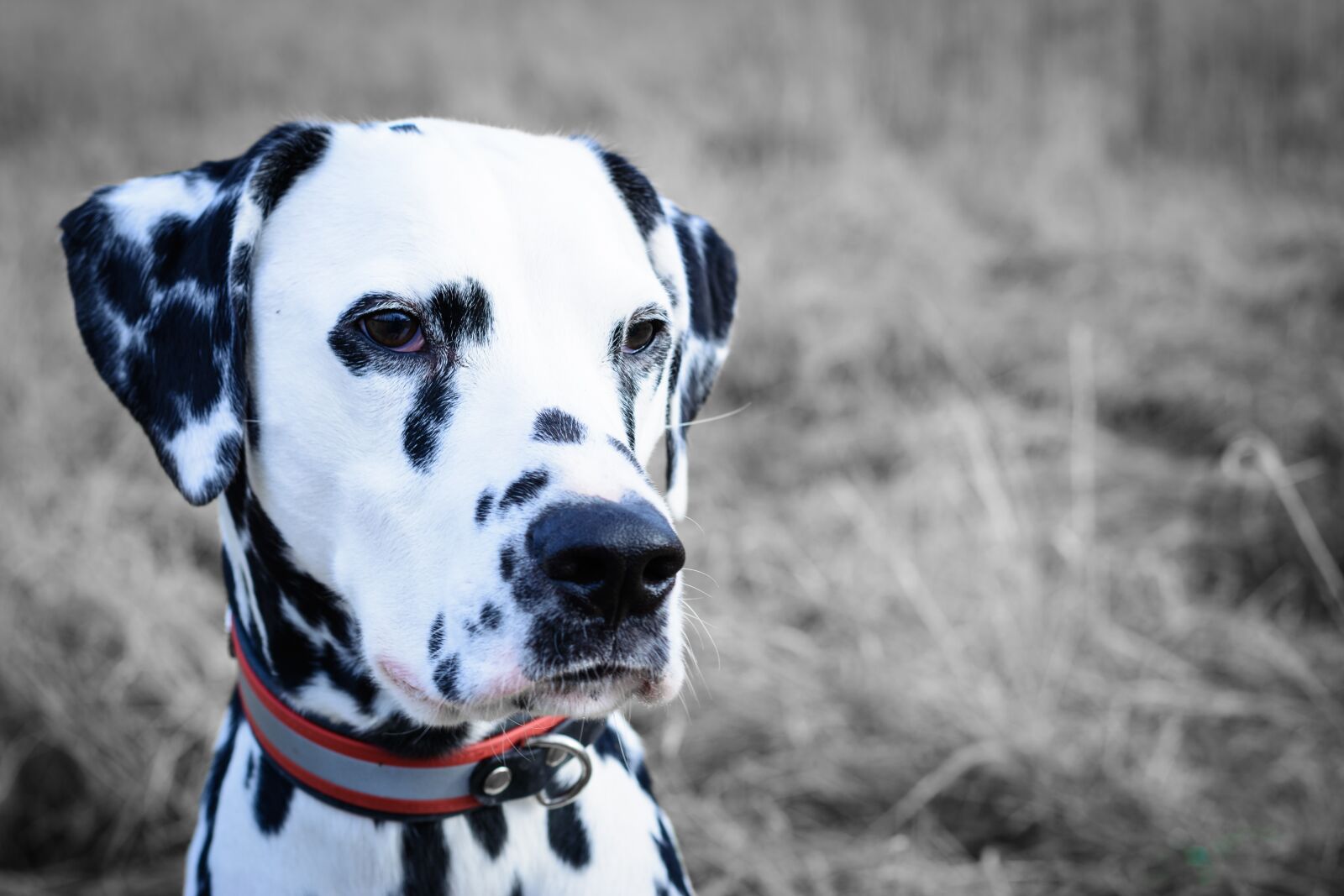 Nikon D5200 sample photo. Dalmatians, dog, portrait photography