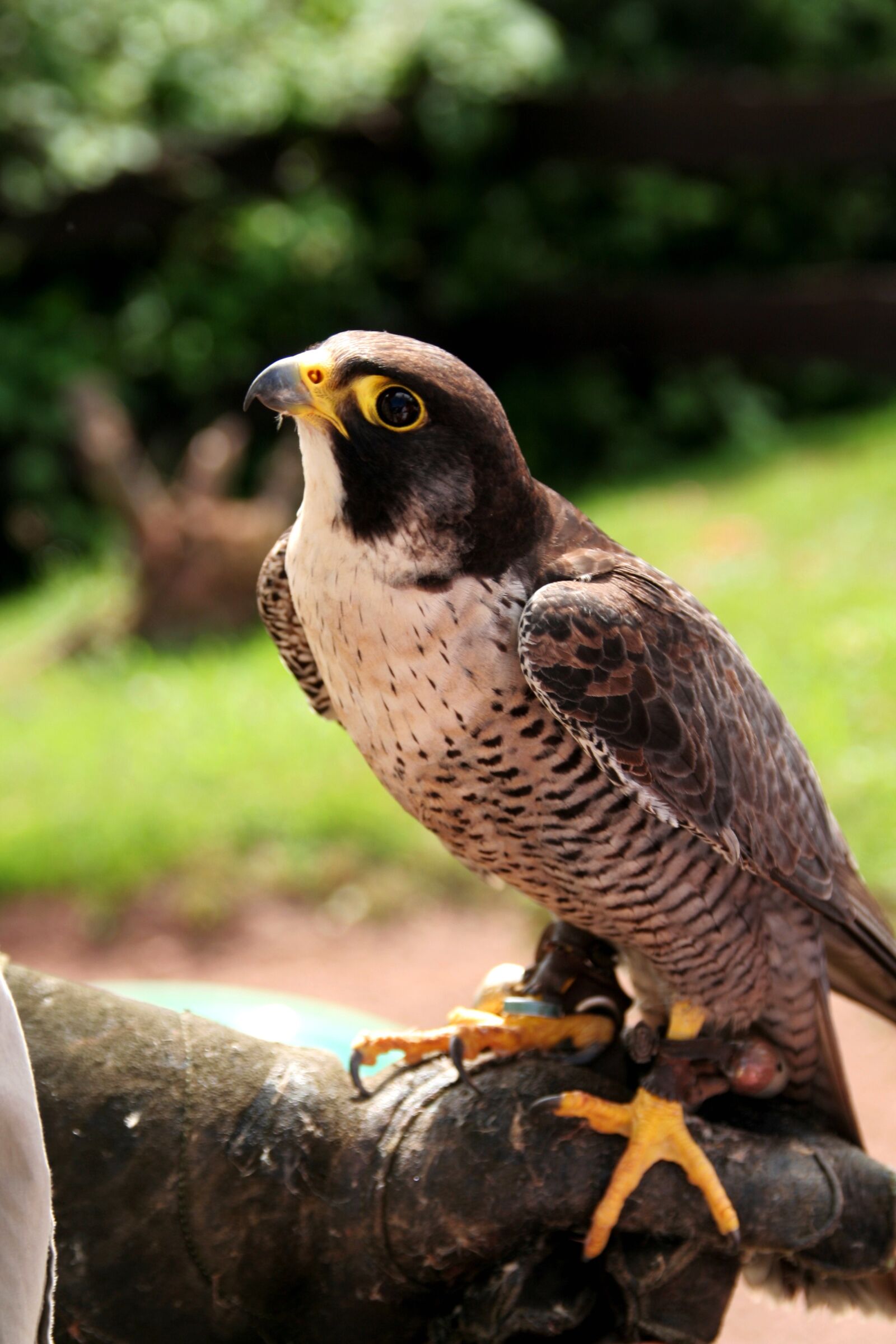 Canon EOS 350D (EOS Digital Rebel XT / EOS Kiss Digital N) sample photo. Falcon, bird of prey photography