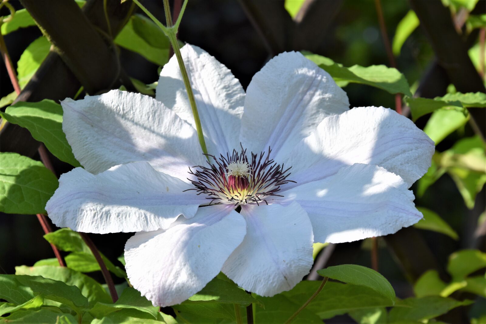 Nikon D5300 sample photo. Clematis, white, flower photography