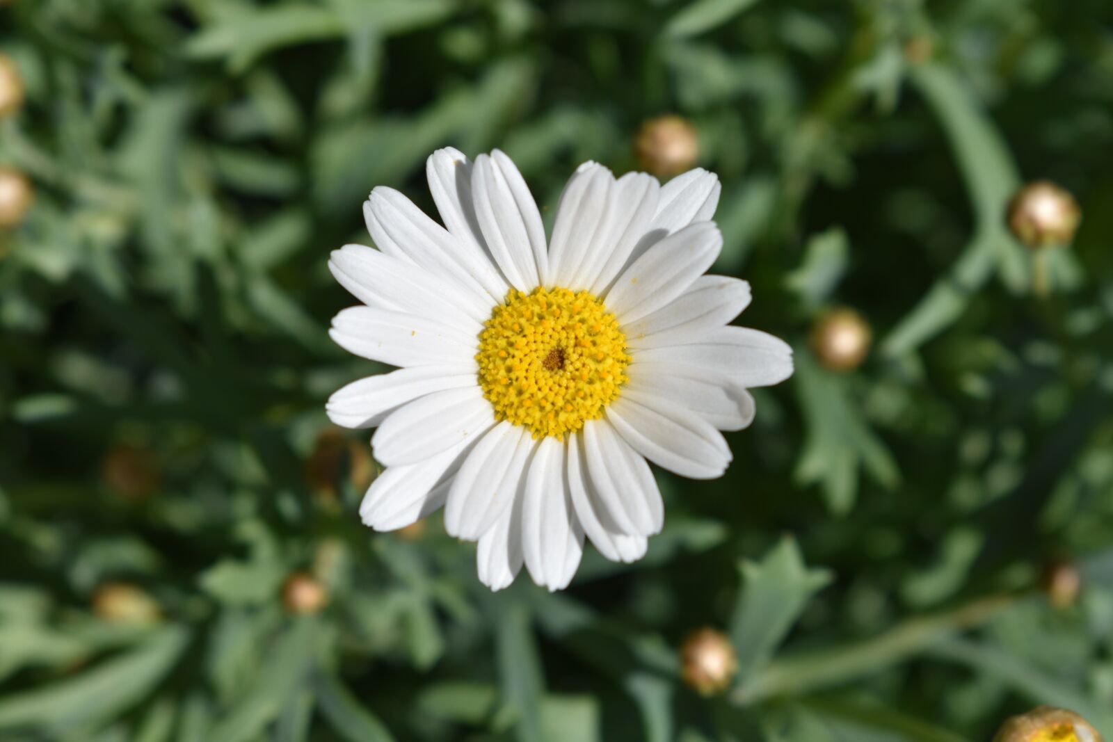Nikon D3400 sample photo. Flower, white, yellow photography