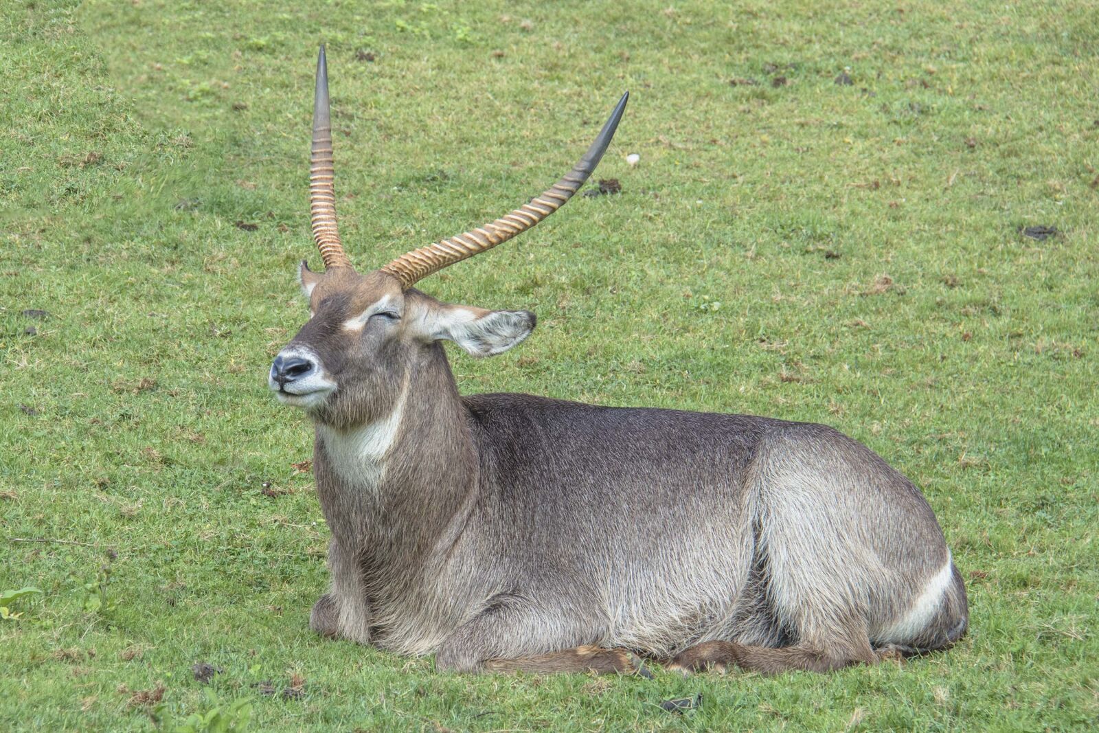 Canon EF-S 18-200mm F3.5-5.6 IS sample photo. Animal, cabarceno, zoo photography