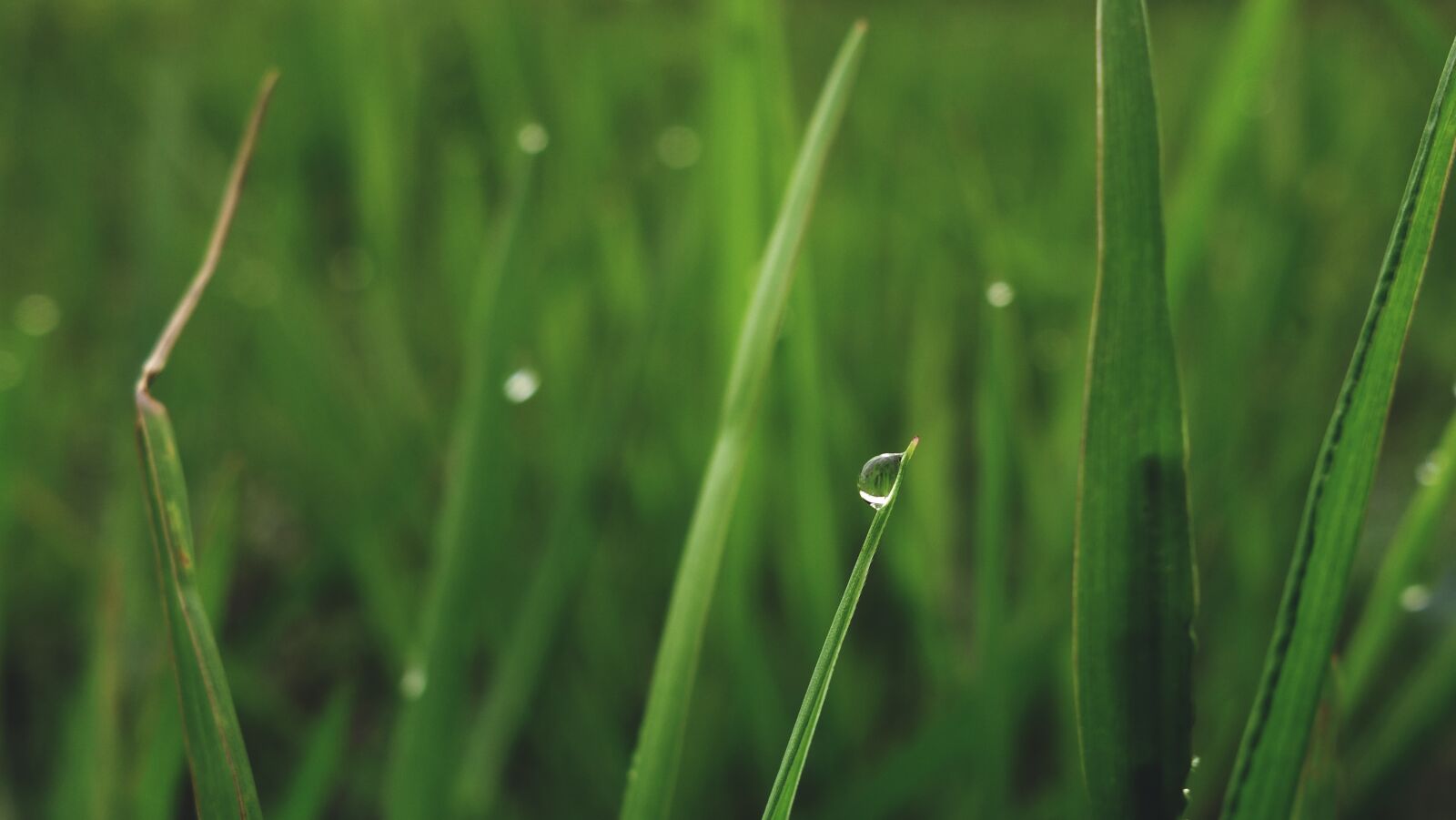 Sony Cyber-shot DSC-RX100 II sample photo. Grass, wet, green photography