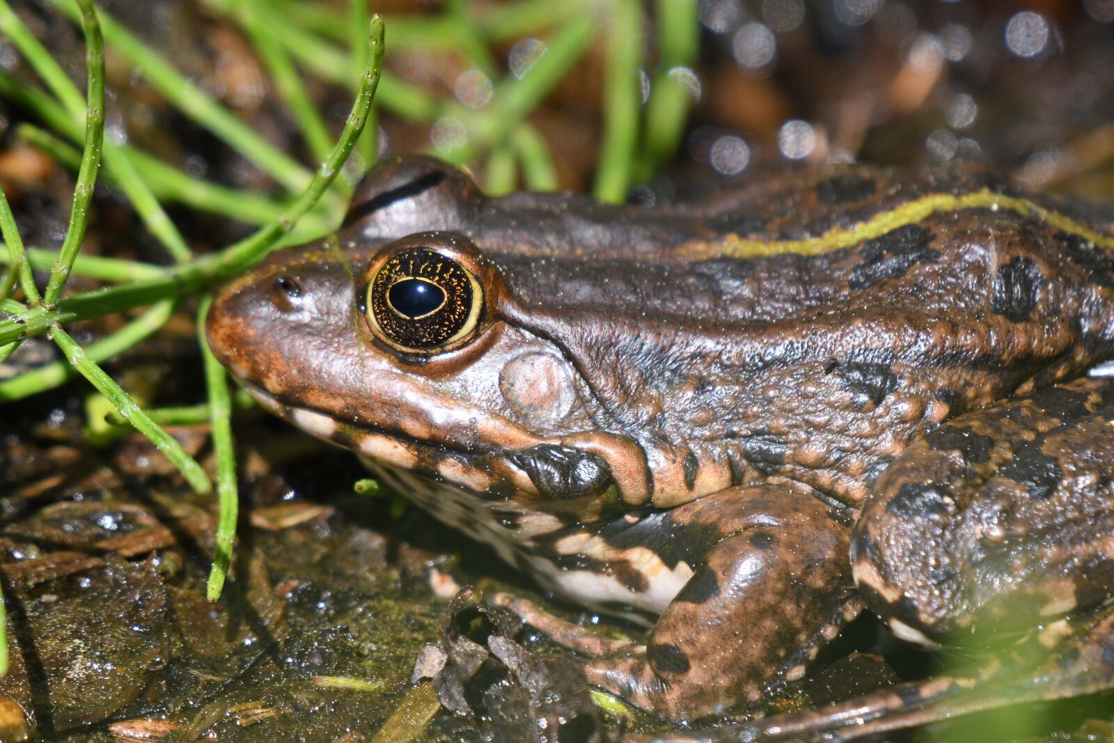 Nikon D500 sample photo. Nature, amphibian, animal photography