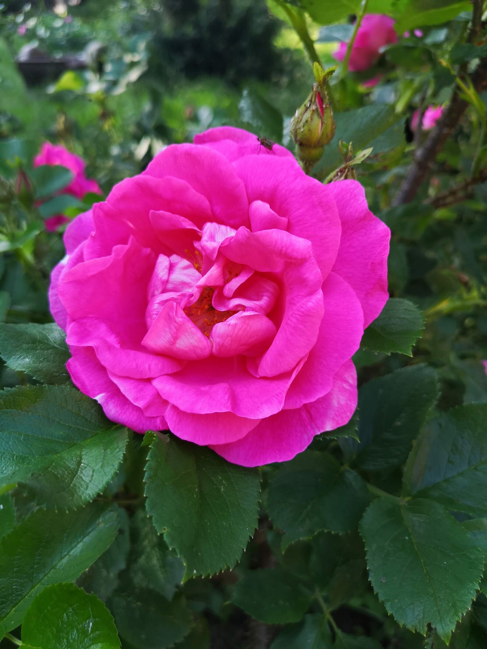 HUAWEI CLT-L29 sample photo
