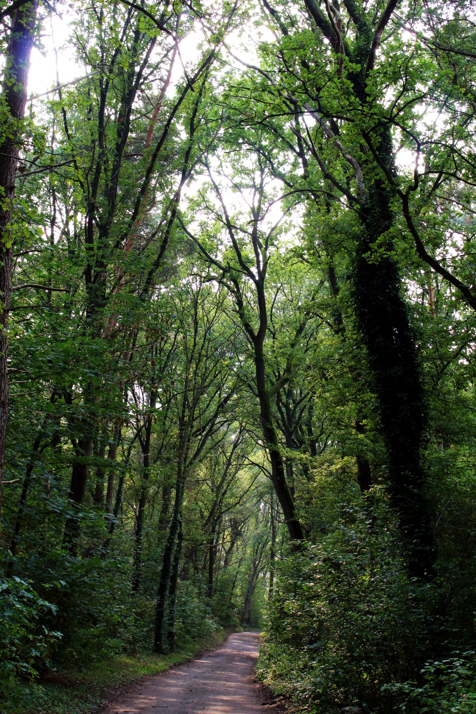 Canon EOS 700D (EOS Rebel T5i / EOS Kiss X7i) sample photo. Forest, trees, nature photography