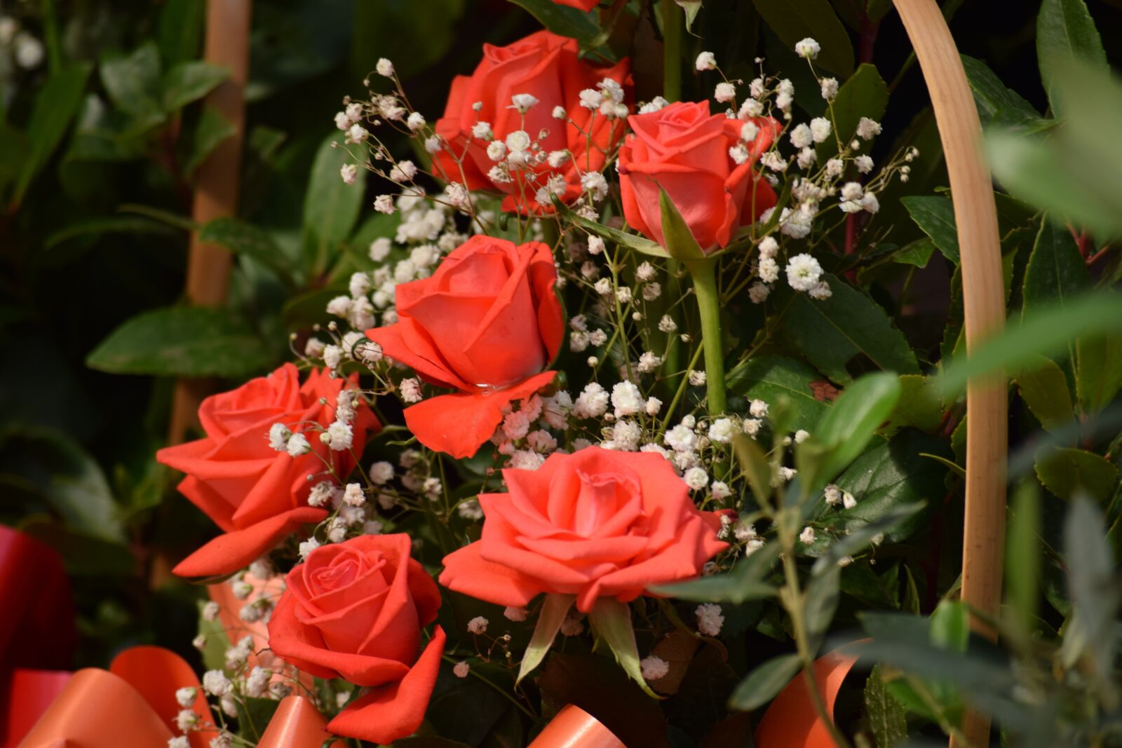 Nikon D3300 sample photo. Red rose, flowers, rose photography