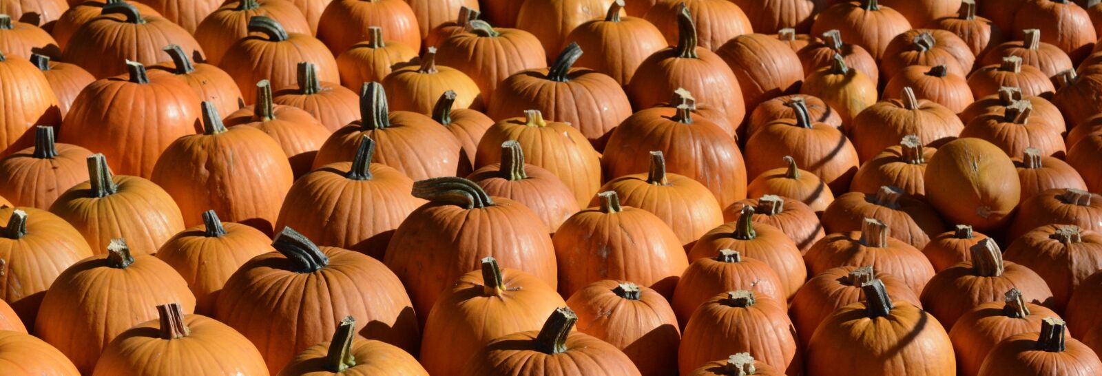 Nikon D7100 sample photo. Pumpkin, autumn, thanksgiving photography
