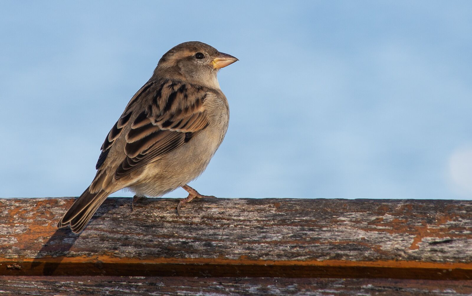 Canon EOS 6D Mark II sample photo. Sparrow, sperling, bird photography
