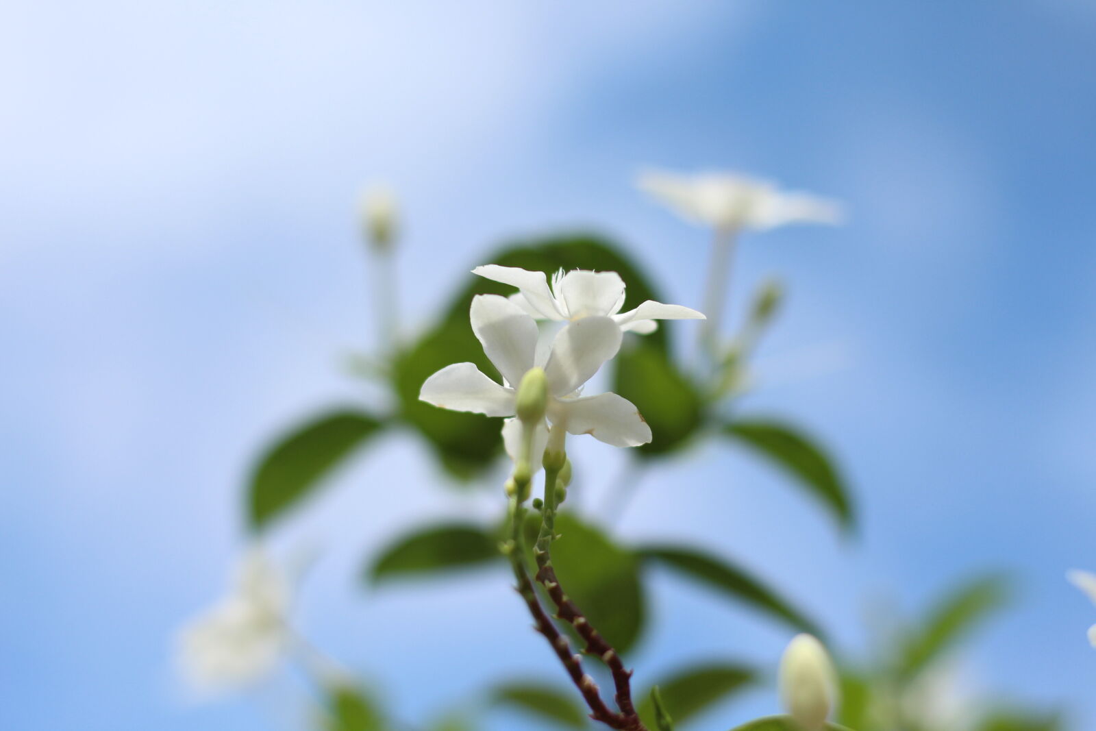 Canon EOS 700D (EOS Rebel T5i / EOS Kiss X7i) + Canon EF 50mm F1.8 STM sample photo. Blue, sky, flower, sky photography