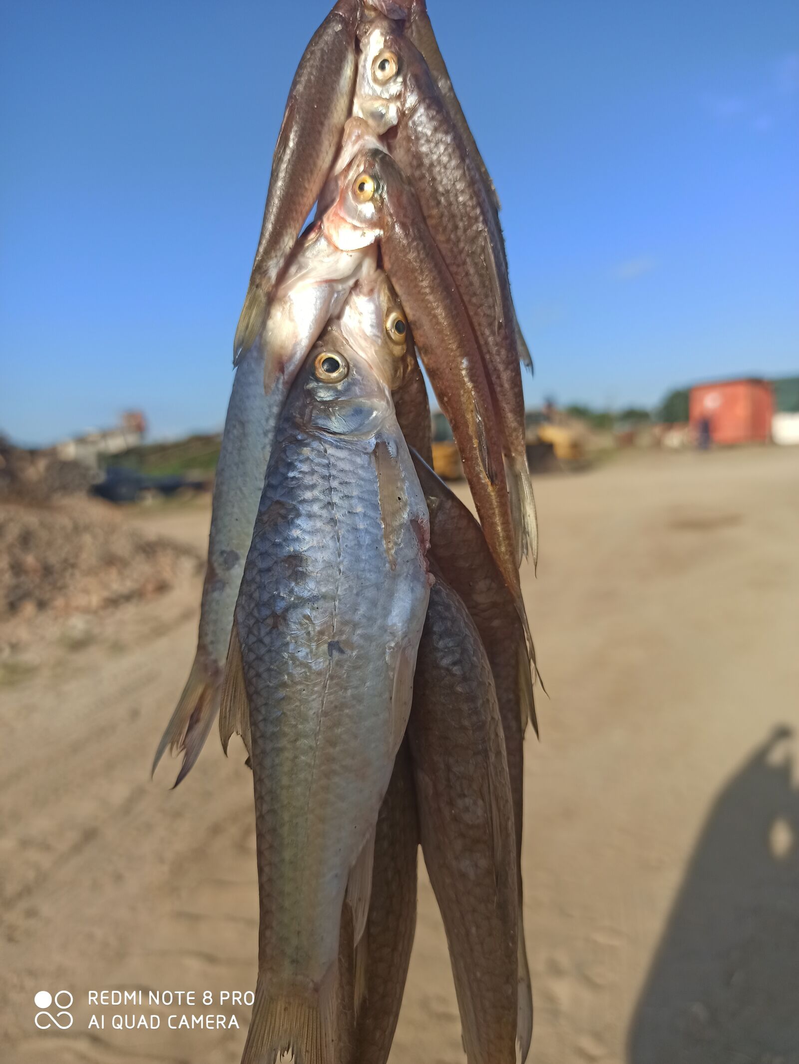 Xiaomi Redmi Note 8 Pro sample photo