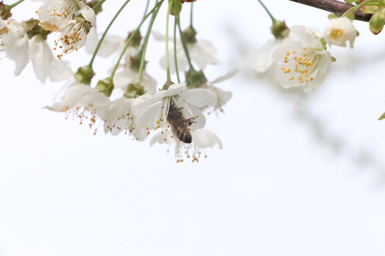 Canon EOS 70D sample photo. Flowers, cherry, bloom photography