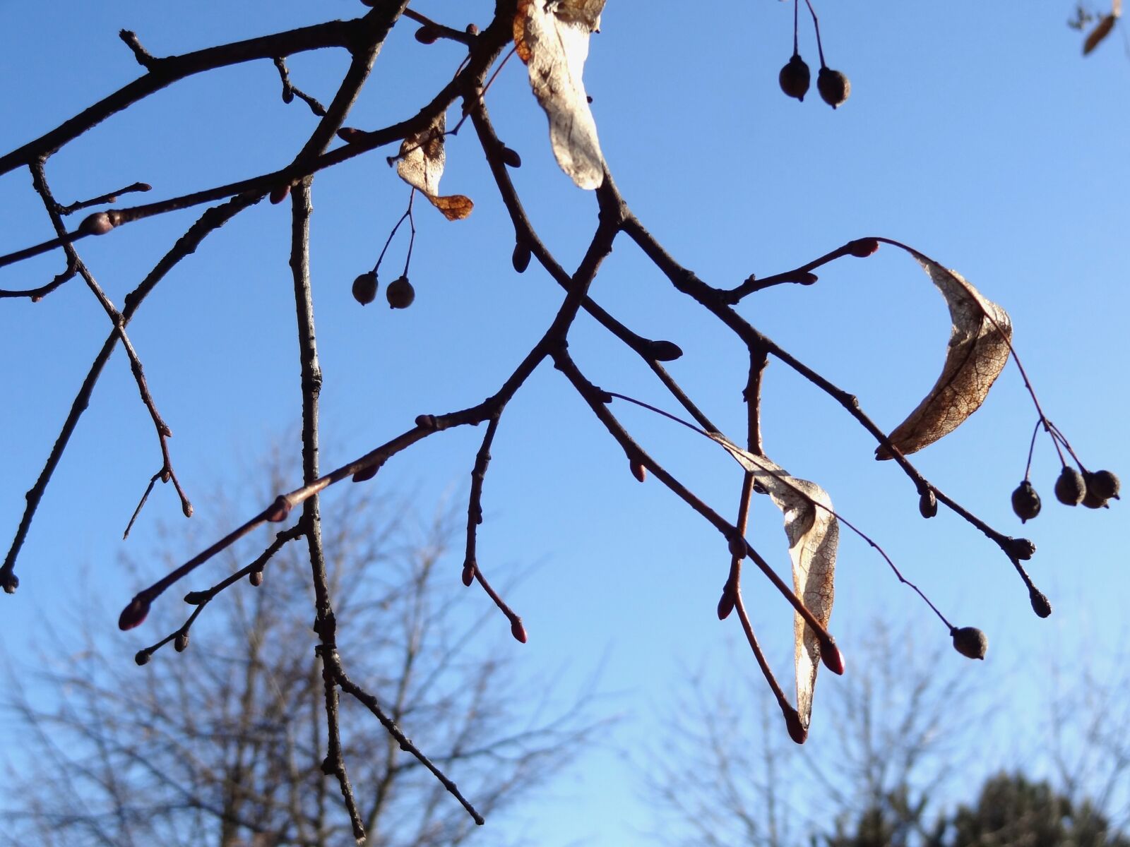 Sony Cyber-shot DSC-HX9V sample photo. Author, skibka, photo photography