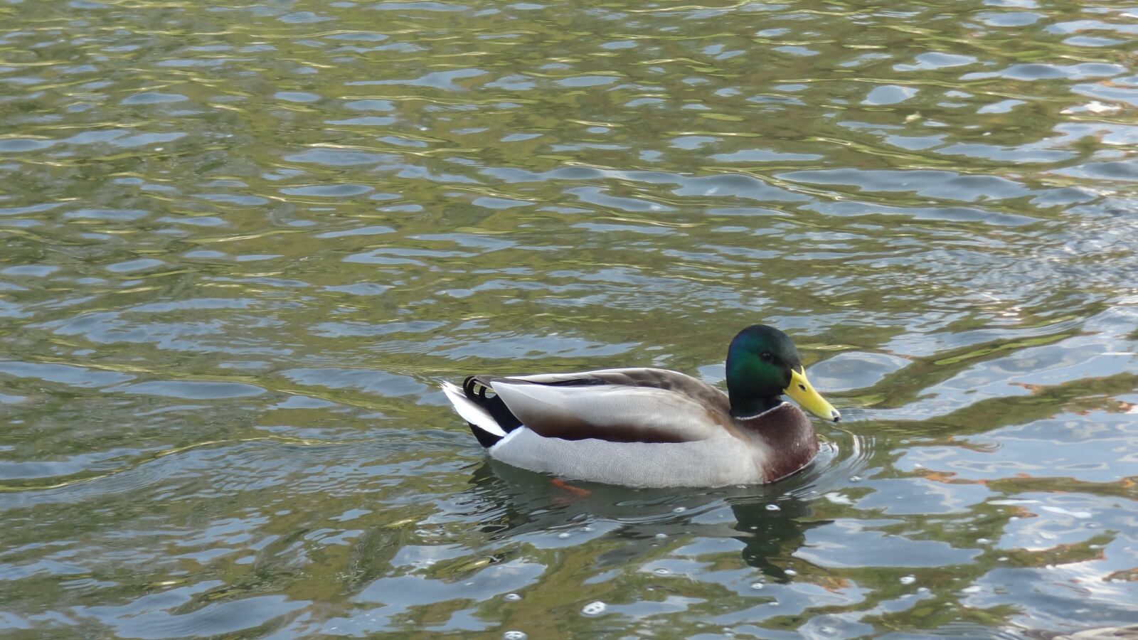 Sony Cyber-shot DSC-HX9V sample photo. Mallard duck, water surface photography