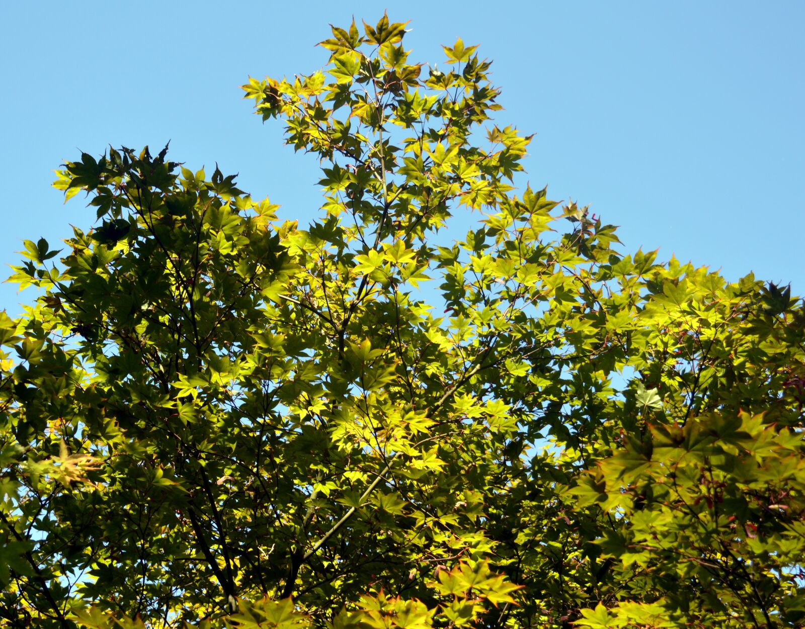 Nikon D3200 sample photo. Maple, branches, leaves photography