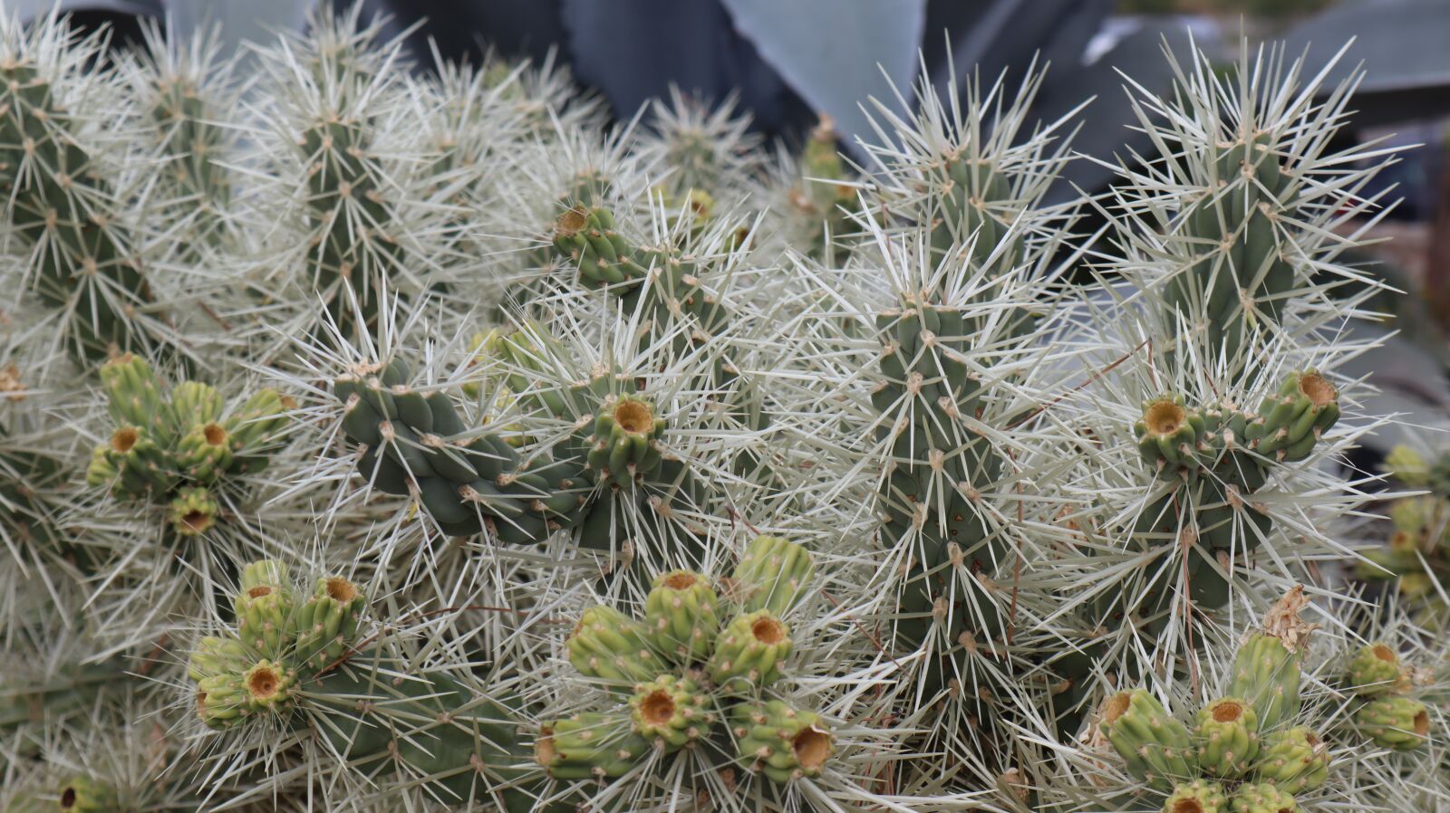 Canon EF-M 15-45mm F3.5-6.3 IS STM sample photo. Cactus, plant, succulent photography