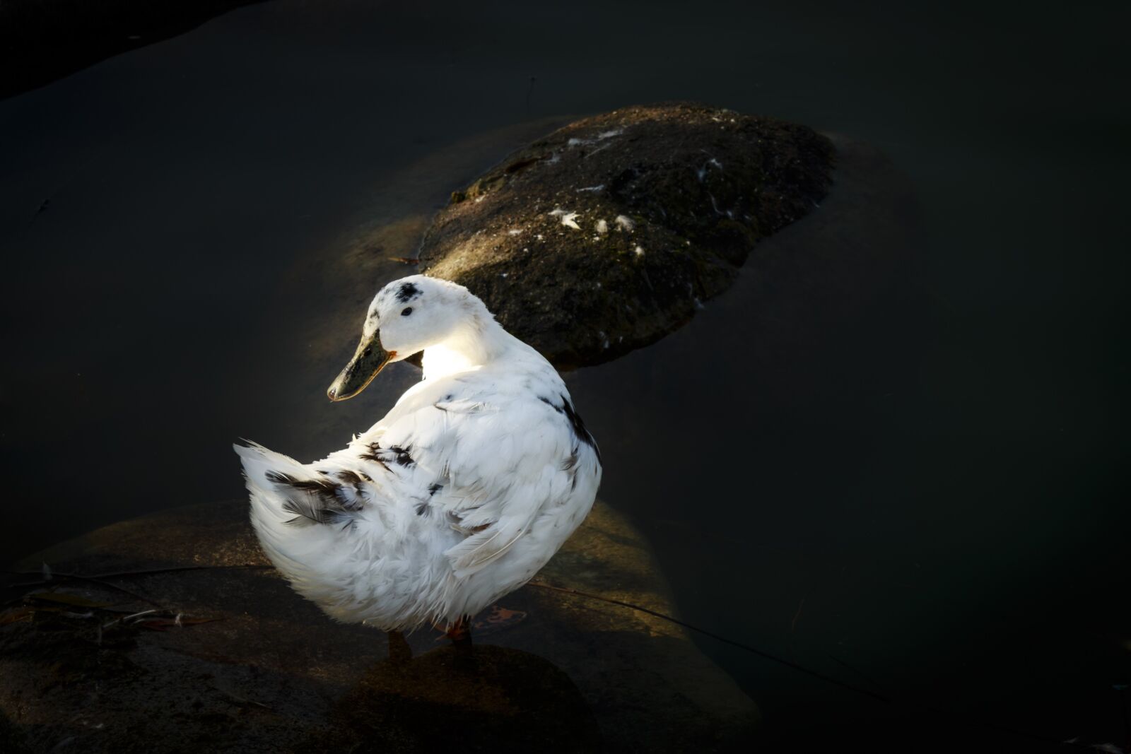 Canon EOS 700D (EOS Rebel T5i / EOS Kiss X7i) sample photo. Duck, goose, park photography