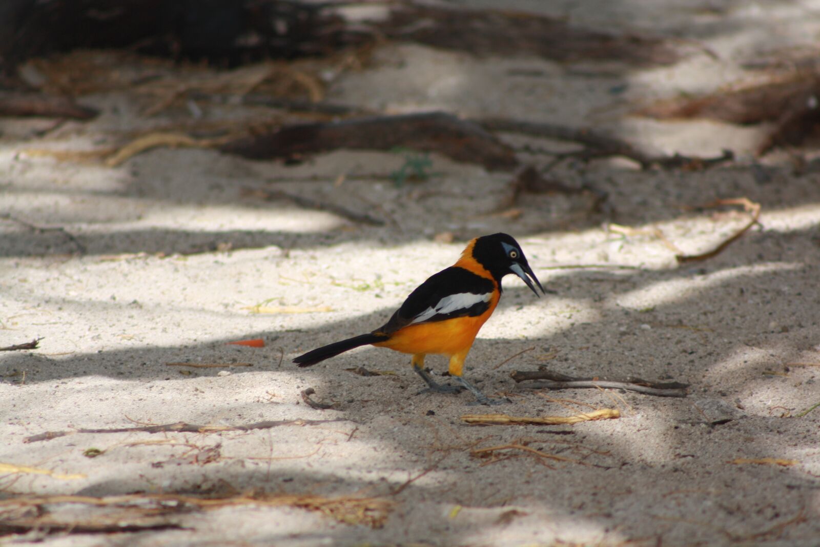 Canon EOS 1000D (EOS Digital Rebel XS / EOS Kiss F) sample photo. Bird, fauna, sand photography