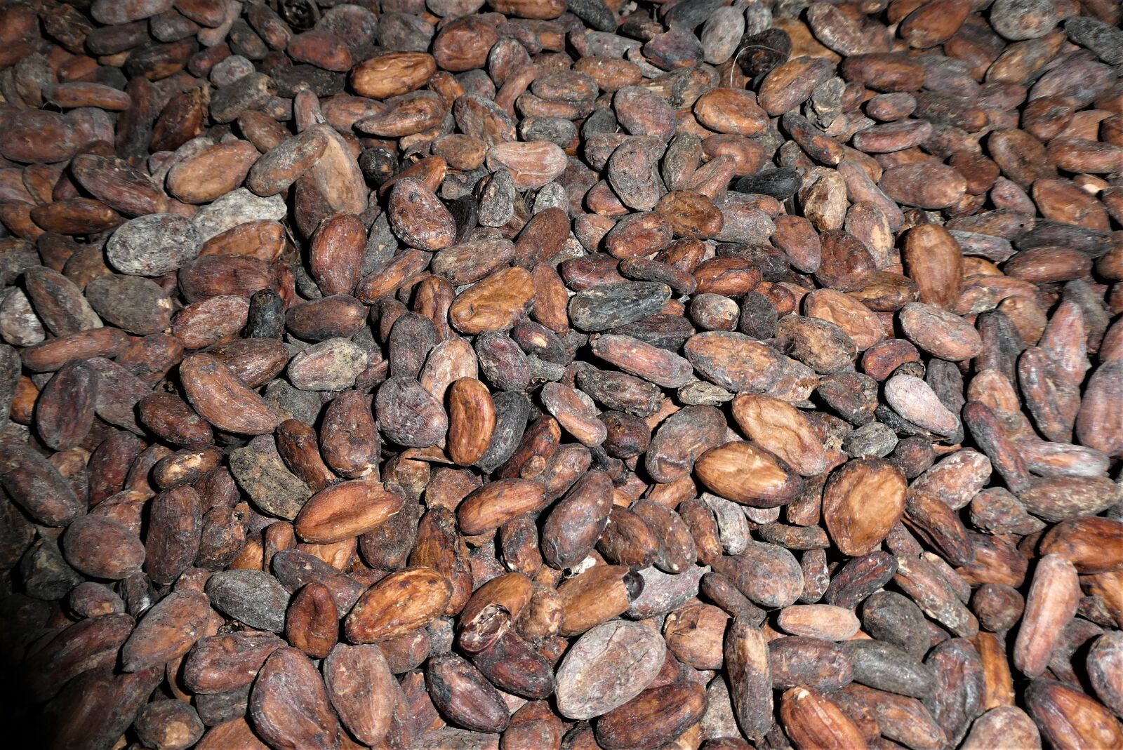 Panasonic Lumix DC-ZS70 (Lumix DC-TZ90) sample photo. Beans, background, raw material photography