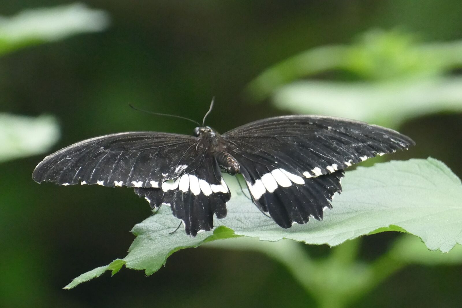 Panasonic Lumix DMC-FZ1000 sample photo. Butterfly, black, insect photography