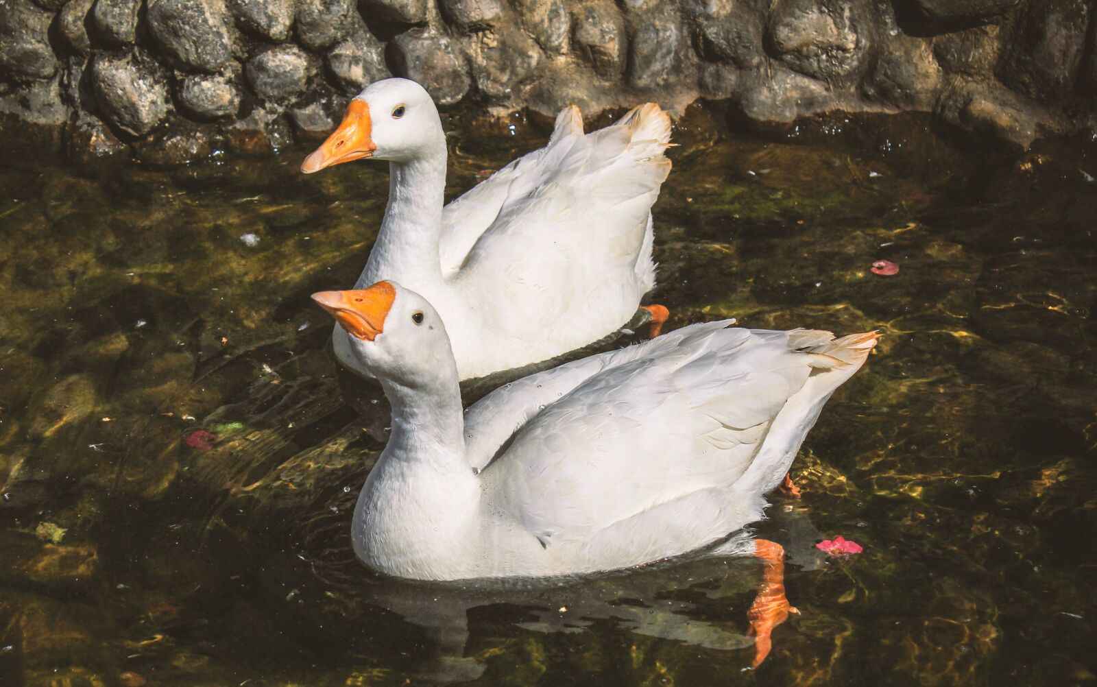 Canon EOS 700D (EOS Rebel T5i / EOS Kiss X7i) sample photo. Animal, animal photography, duck photography