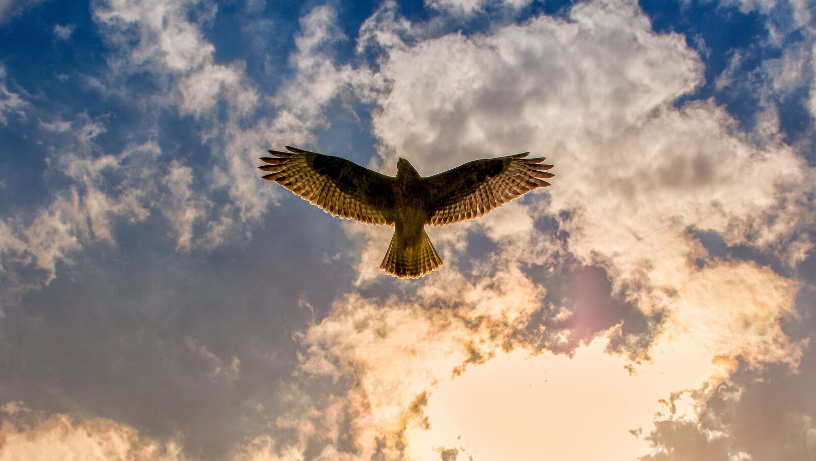 Canon EOS 60D sample photo. Buzzard, bird of prey photography