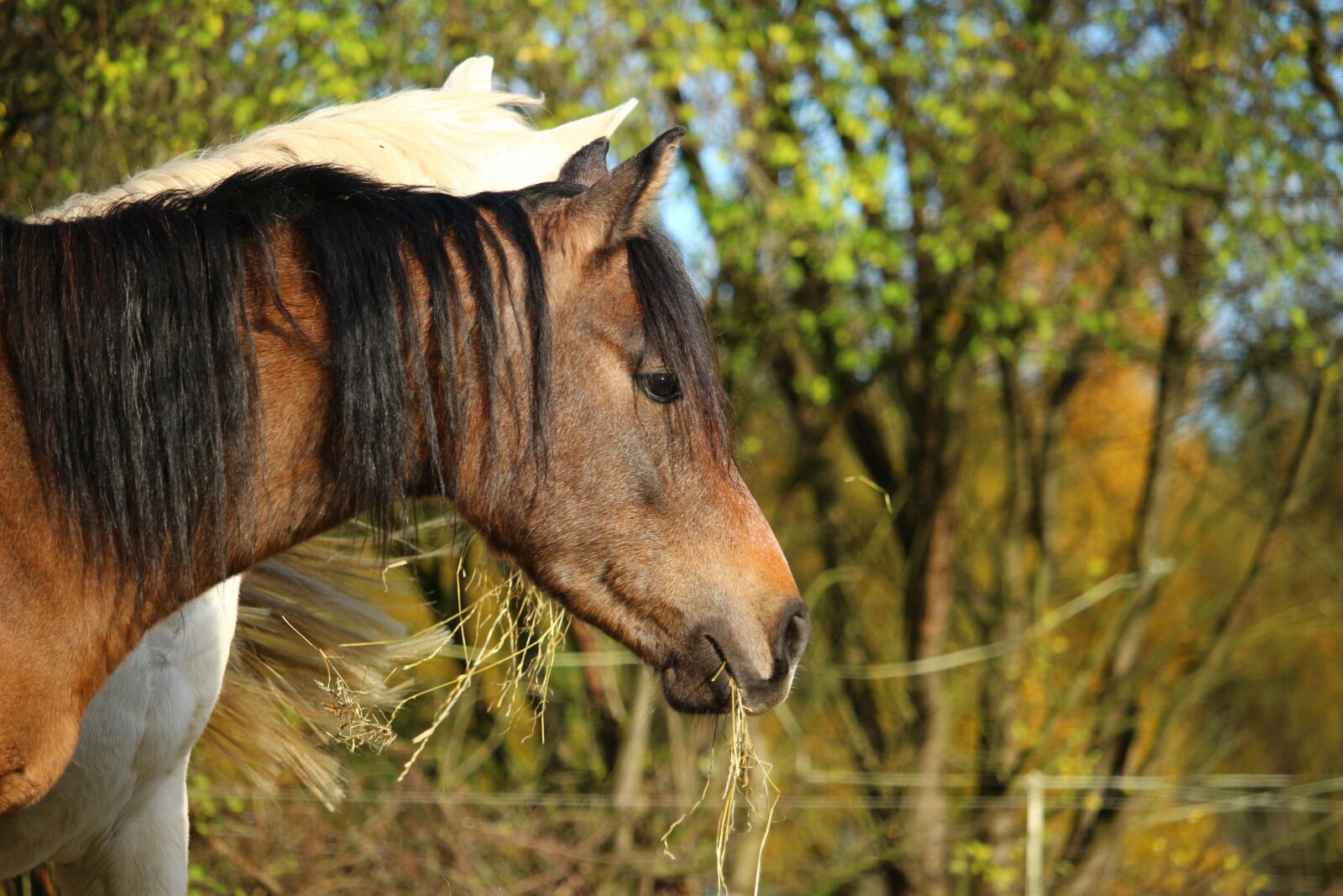 Canon EOS 100D (EOS Rebel SL1 / EOS Kiss X7) sample photo. Horse, thoroughbred arabian, brown photography