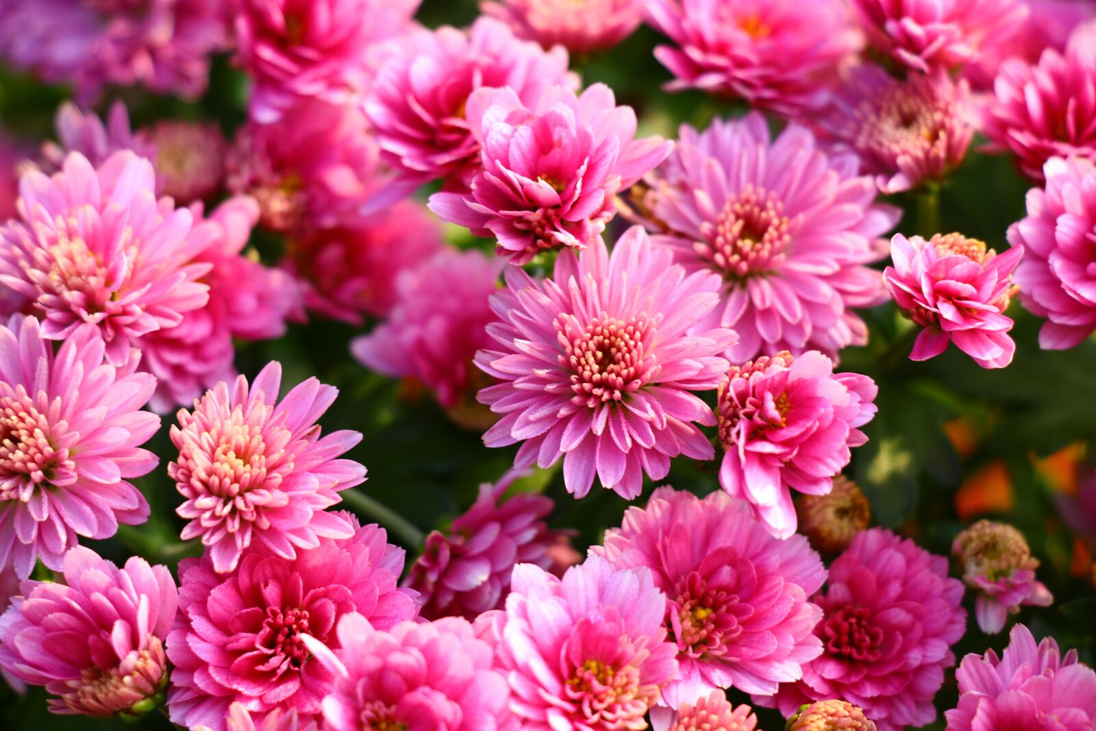 Canon EF-S 18-135mm F3.5-5.6 IS USM sample photo. Chrysanthemums, pink, flowers photography