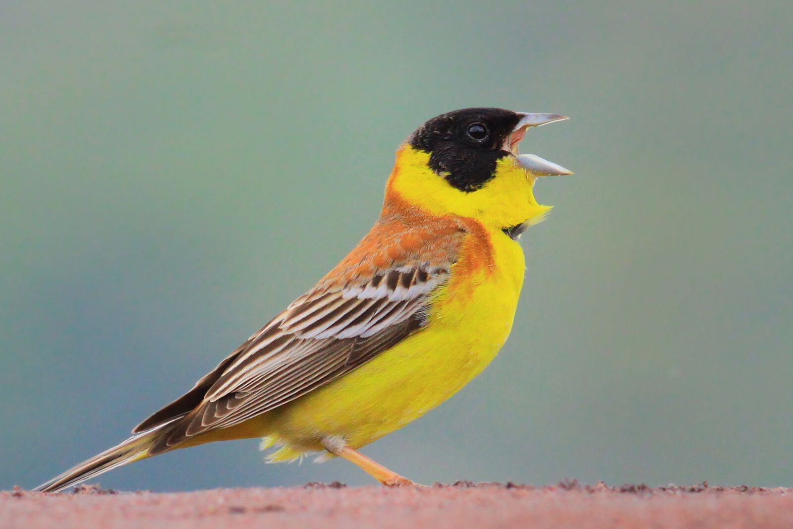 Canon EOS 500D (EOS Rebel T1i / EOS Kiss X3) sample photo. Bird, black-headed bunting, karaba photography