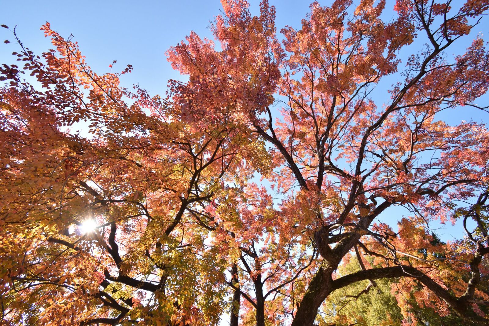 Nikon D3500 sample photo. Autumn, leaves, forest photography