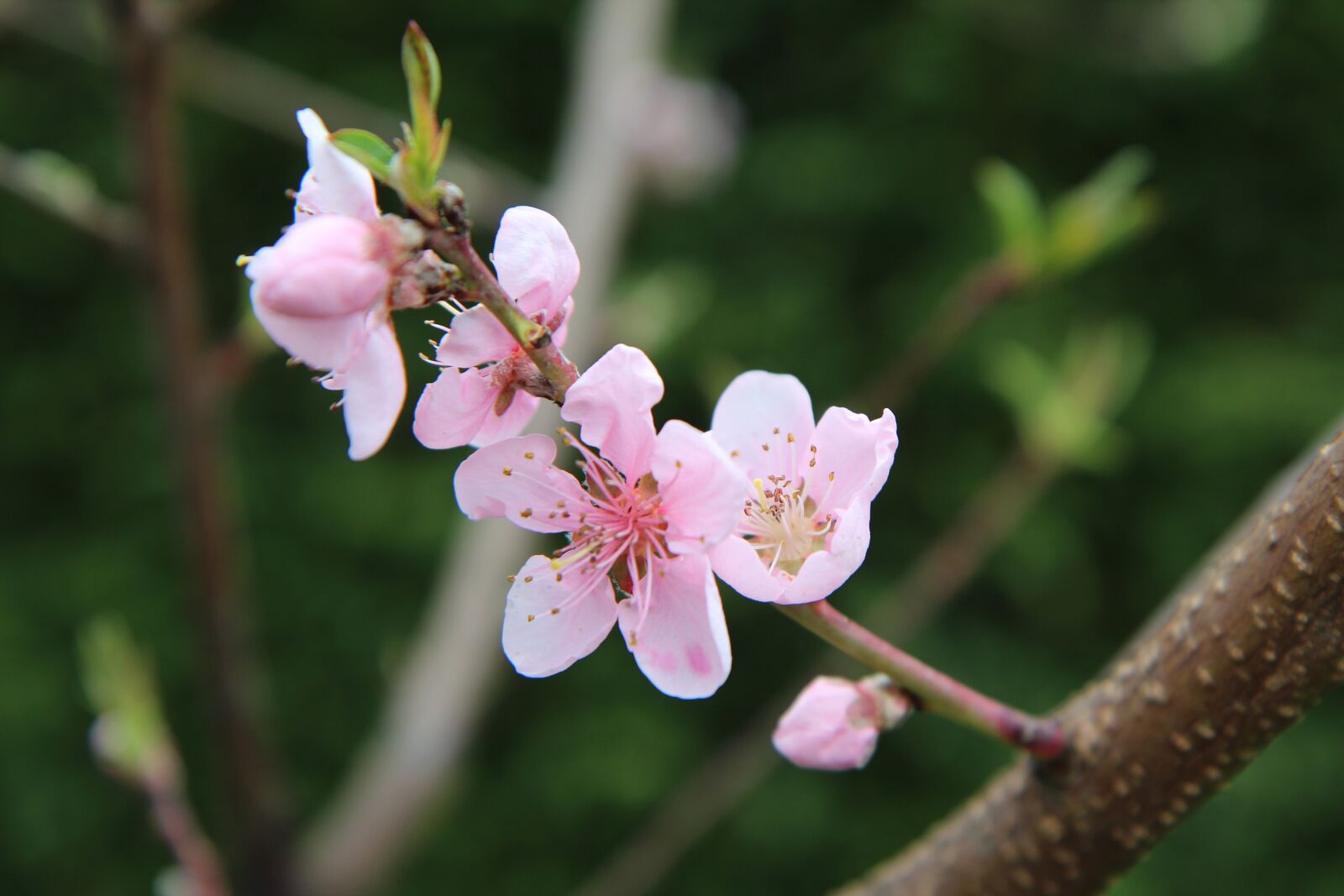Canon EOS 600D (Rebel EOS T3i / EOS Kiss X5) sample photo. Fish, flower fish, flowering photography
