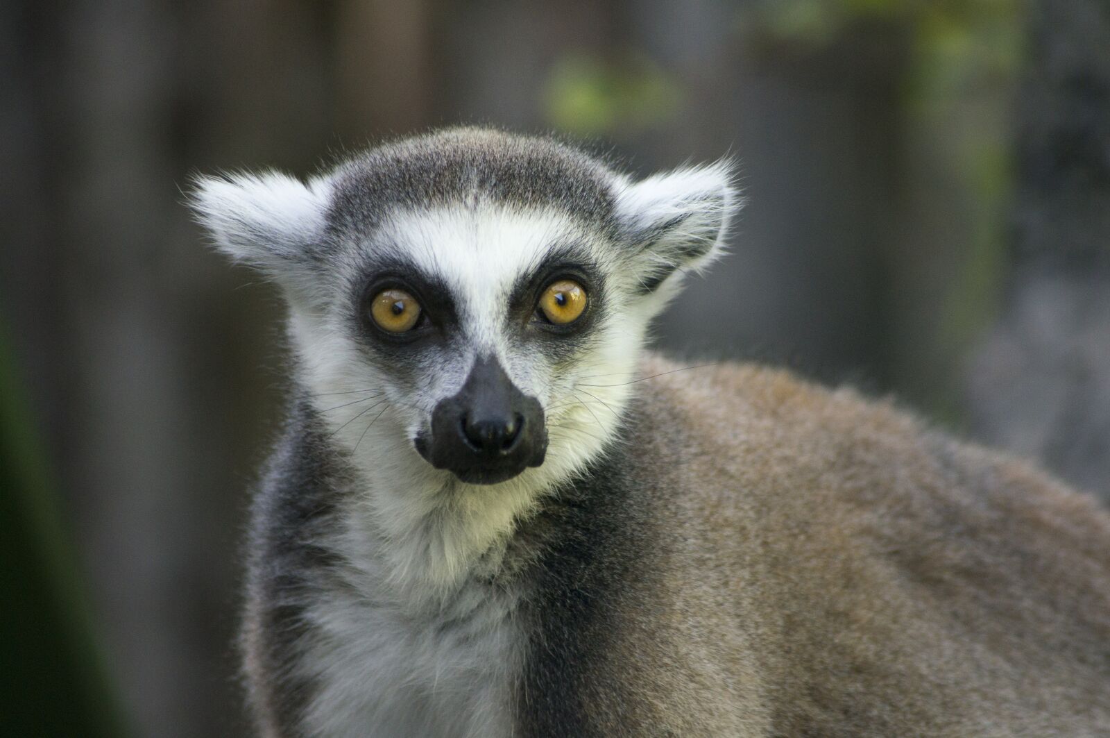 Sony Alpha DSLR-A580 sample photo. Lemur, madagascar, funny photography