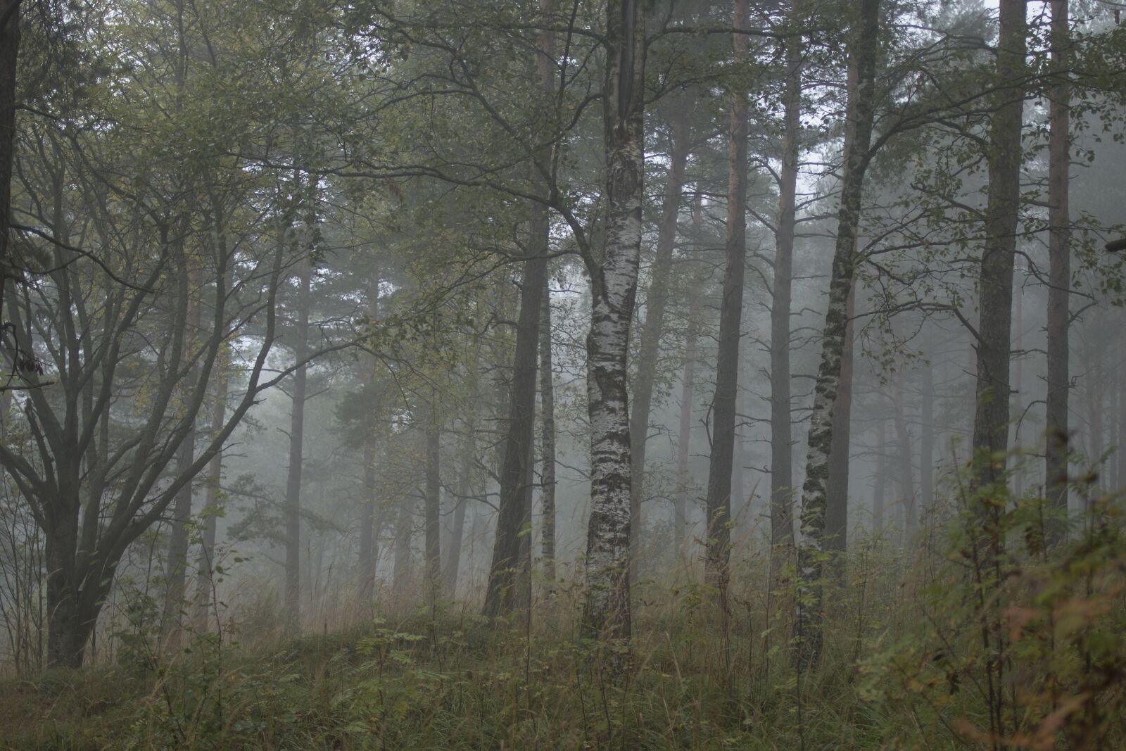 Canon EOS 70D + Canon EF 35mm F2 sample photo. Mist, fog, landscape photography