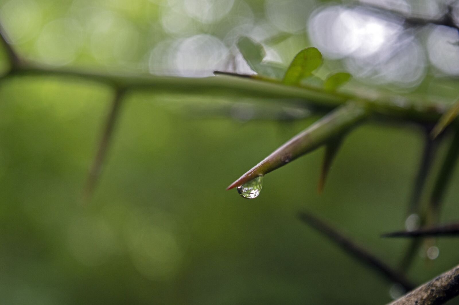 Nikon D3200 sample photo. Thorn, sharp, tree photography