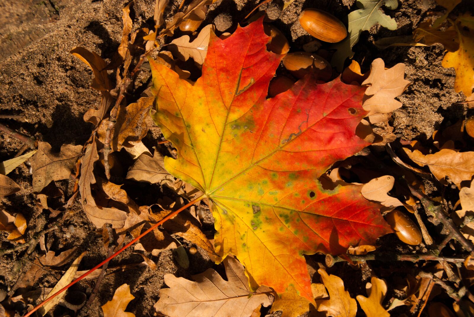Nikon D80 sample photo. Leaf, lake, colorful photography