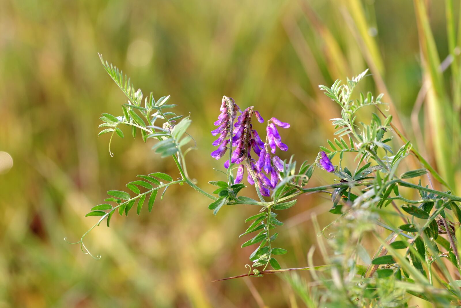 Pentax K-S2 sample photo. Flower, violet, tiny photography