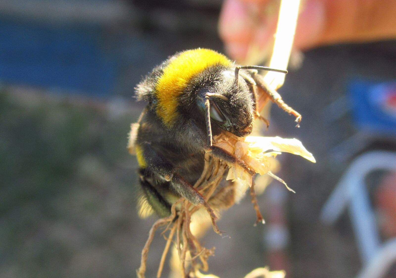 Canon PowerShot SX620 HS sample photo. Nature, outdoors, wild life photography